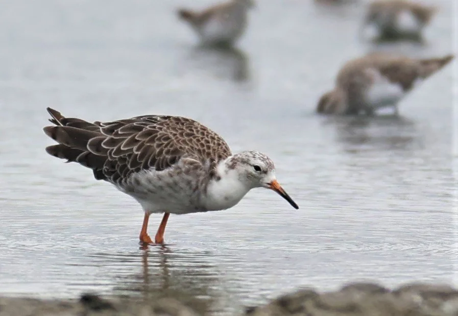 RUFF - Philomachus pugnax - BANG PAKONG SALT PANS CHACHOENGSAO WEST OF RIVER Sep 25 2021 (30).jpg