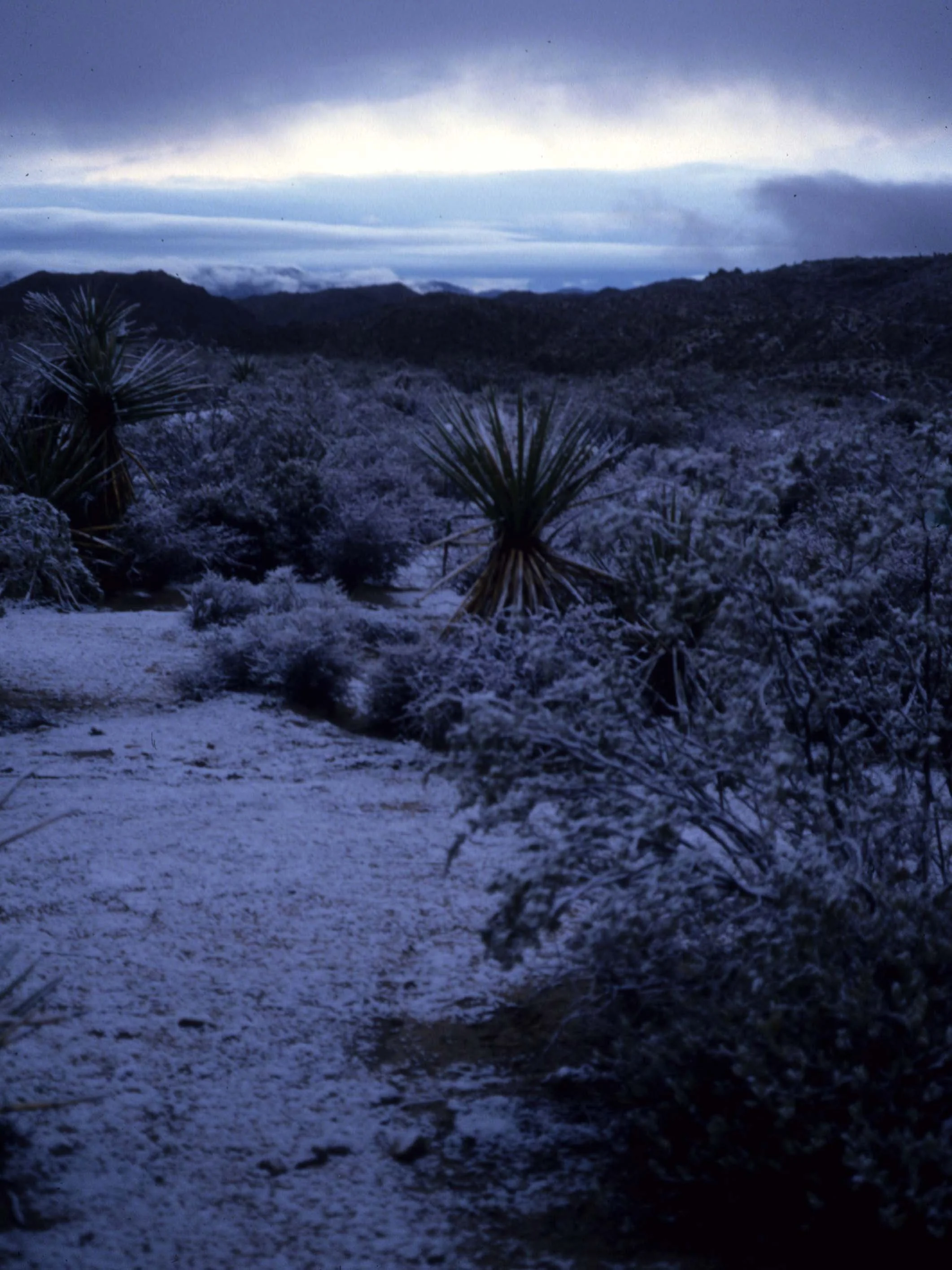 JOSHUA TREE - SNOW ON YUCCAS.jpg