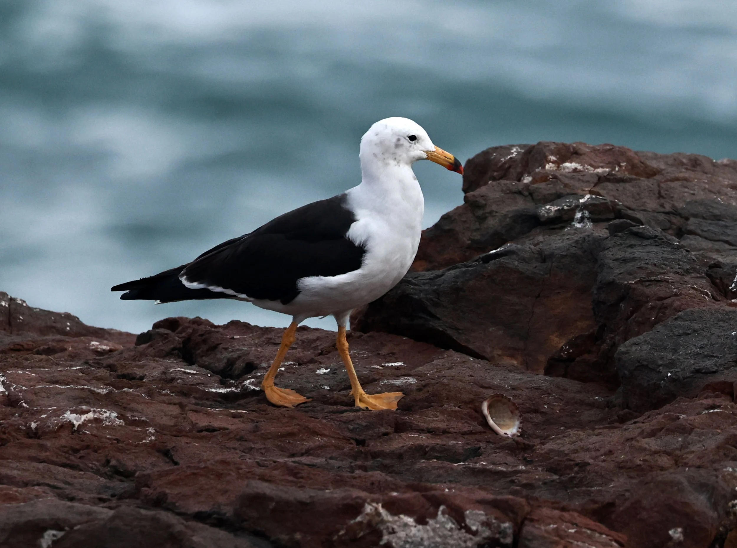 Gull - Belcher's Gull - Larus belcheri - Arica Chile Coastline (14).jpg