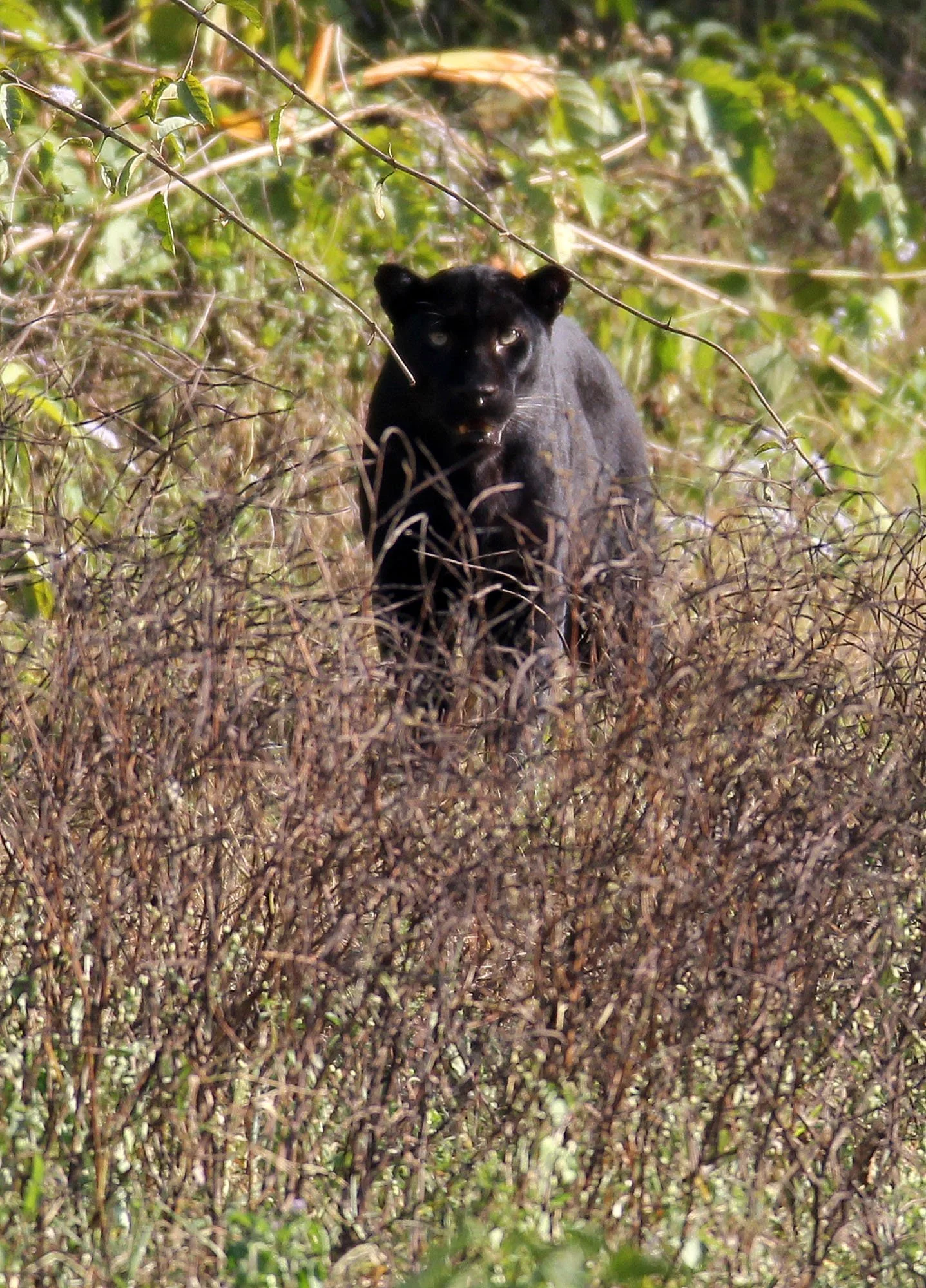 Panthera pardus delacouri - INDOCHINESE LEOPARD - MELANISTIC FORM - HUAI KHA KHAENG - KAPOK KAPIEN STATION & MINERAL LICK - THAI (25).JPG