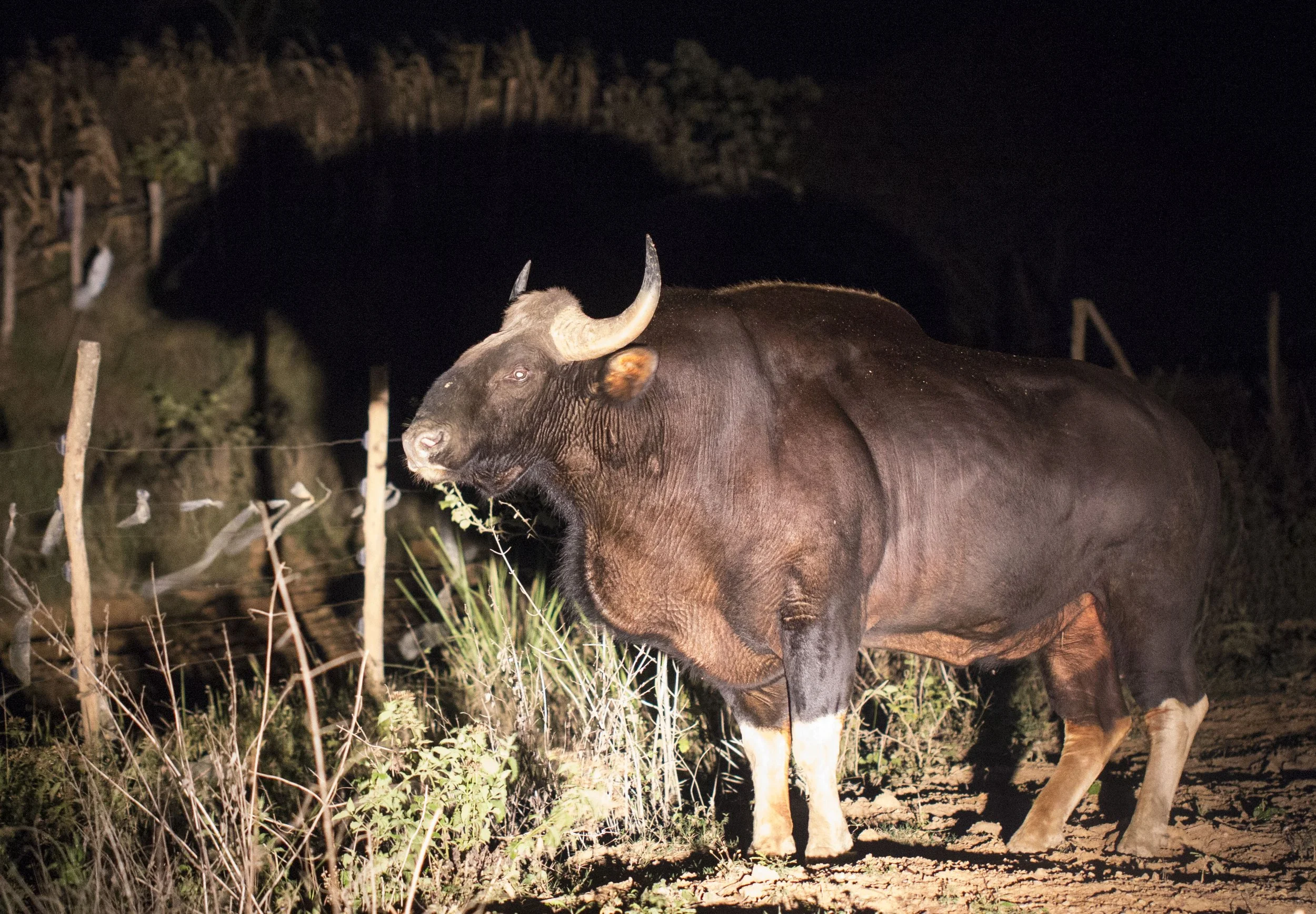 Such a magnificent animal