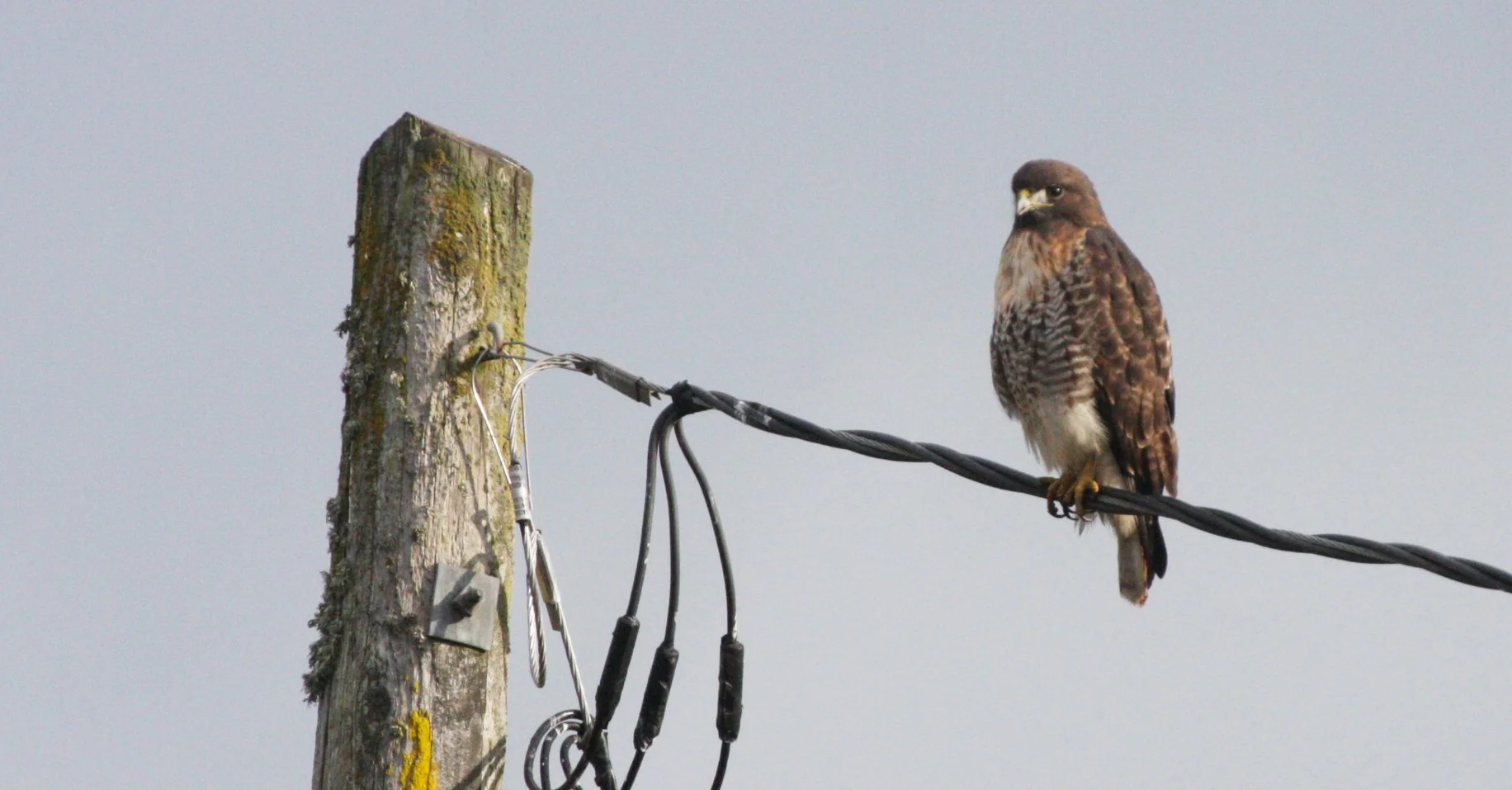 Buteo jamaicensis - RED-TAILED HAWK - JAMESTOWN WA (32).JPG