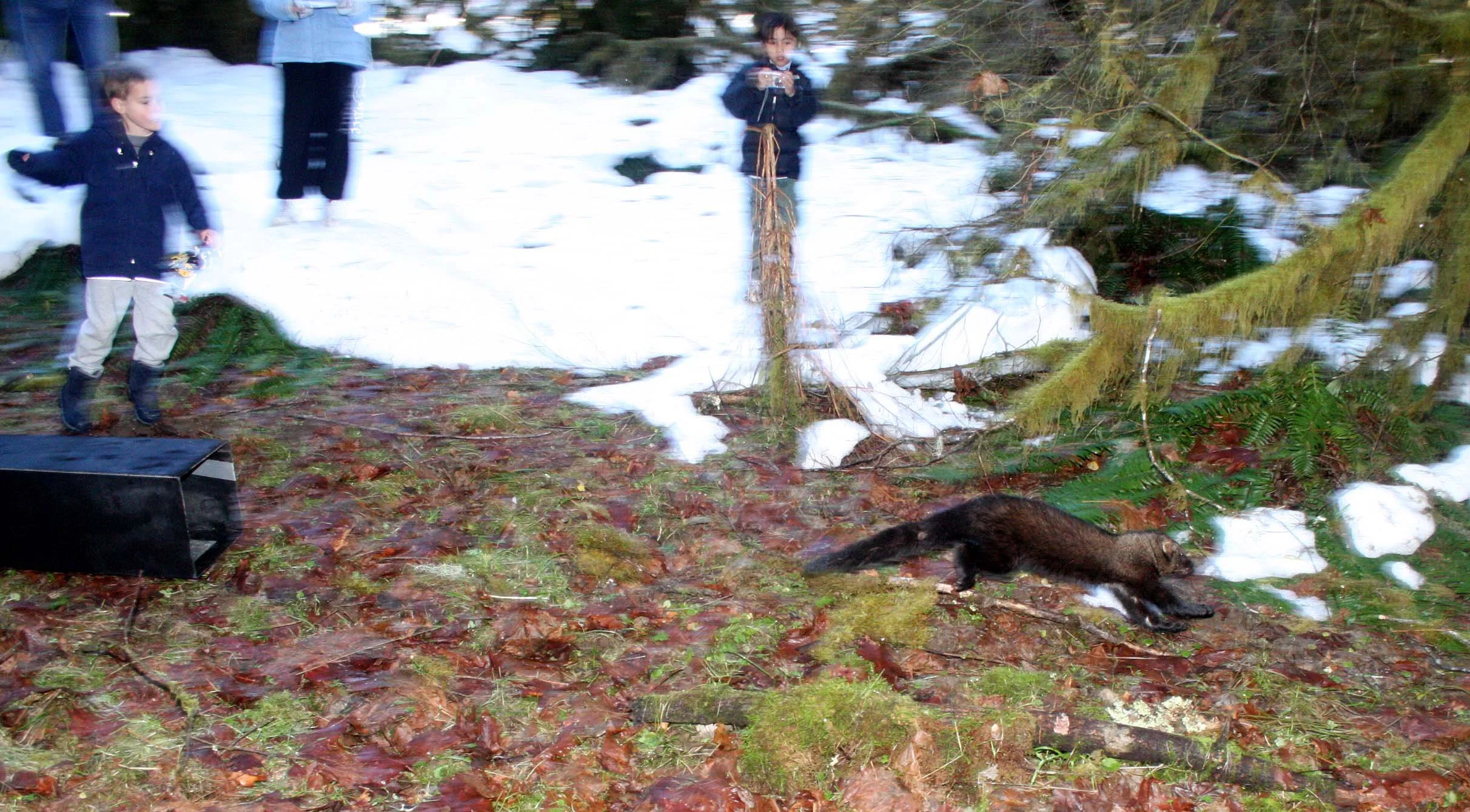 MUSTELID - FISHER - RELEASE IN HOH RAINFORET - JAN 17 2009 (29).JPG
