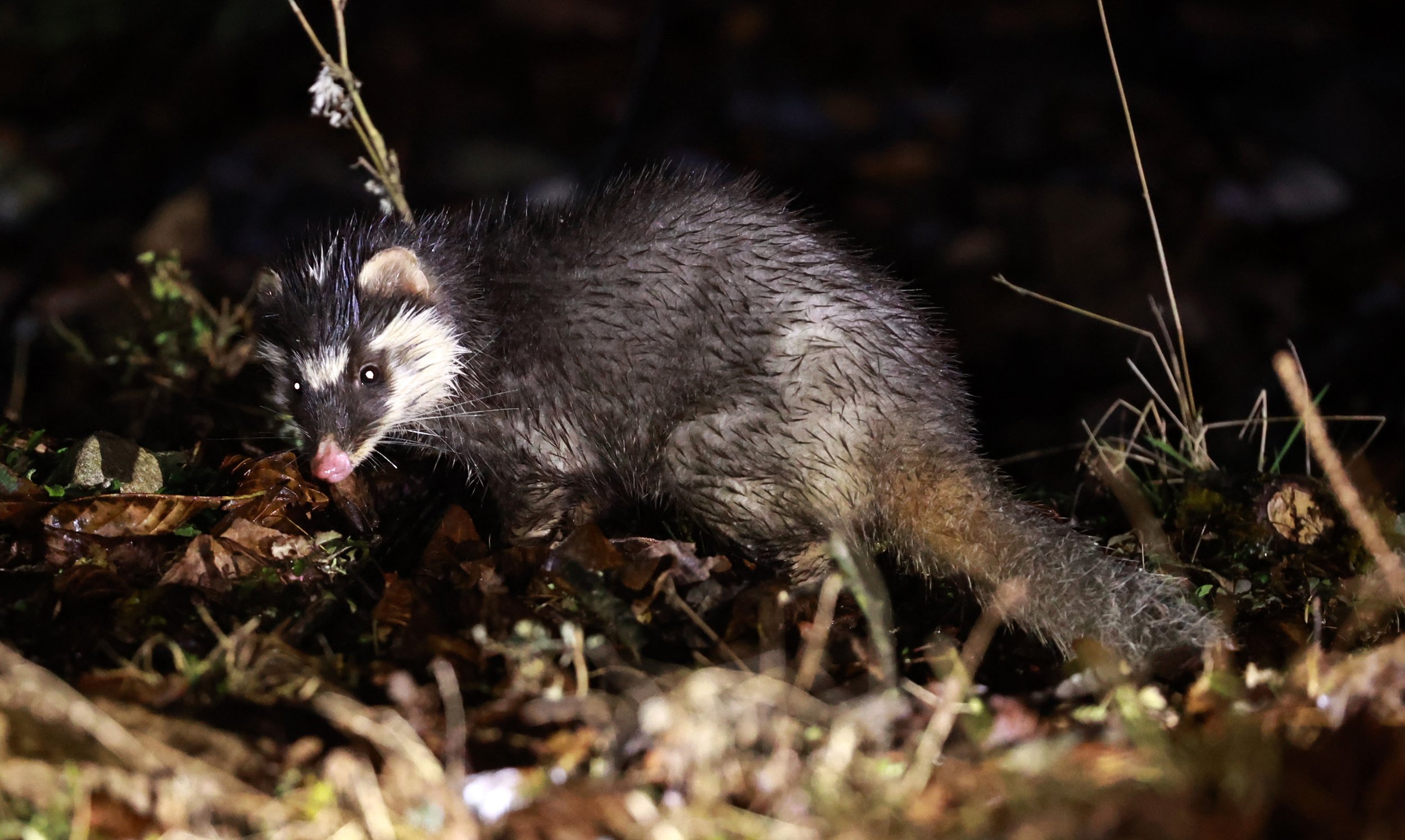 Chinese (Small-toothed) Ferret-badger (Melogale moschata) Labahe Nature ...