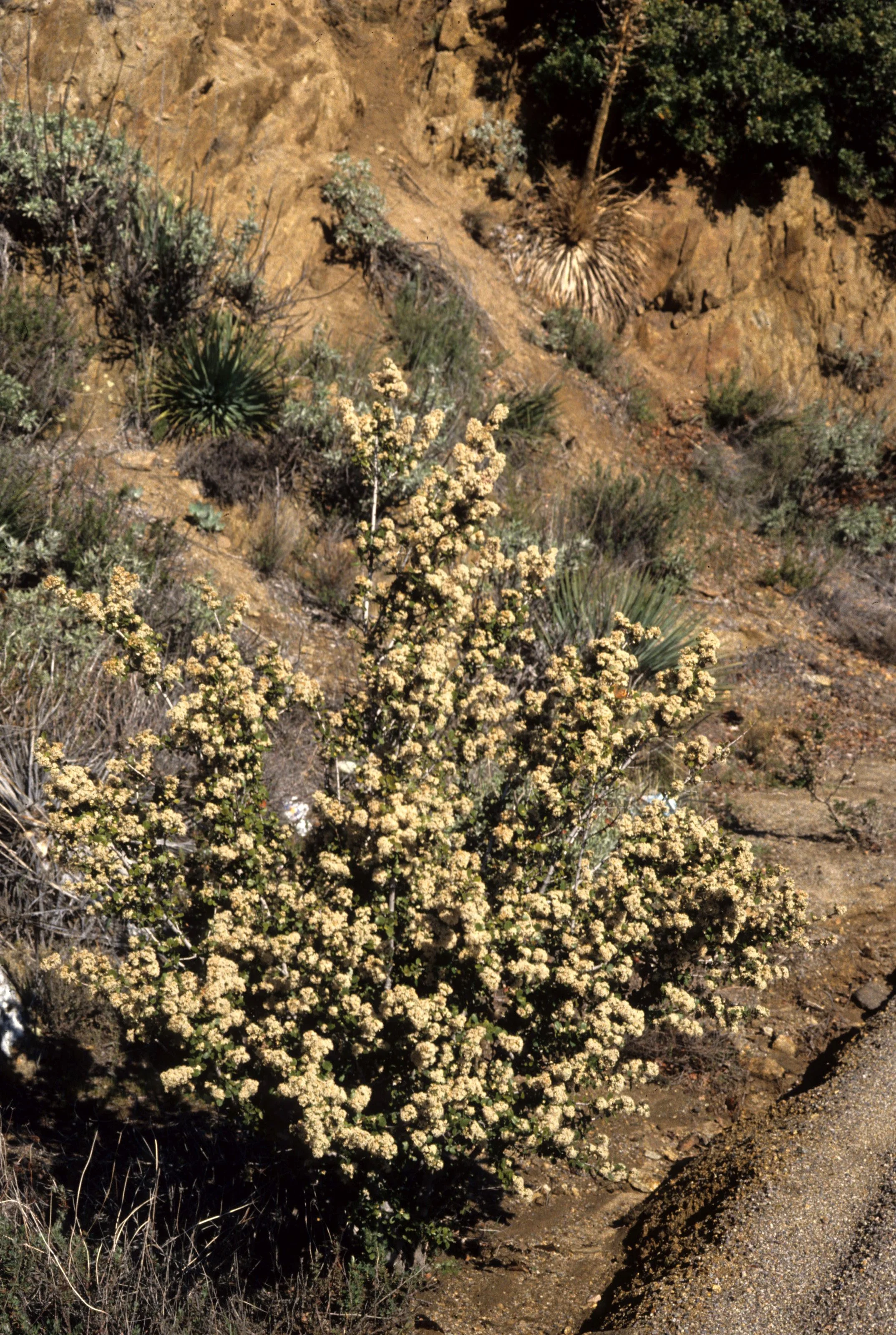 CALIFORNIA - SIERRA - CEONOTHUS CUNEATUS (2).jpg