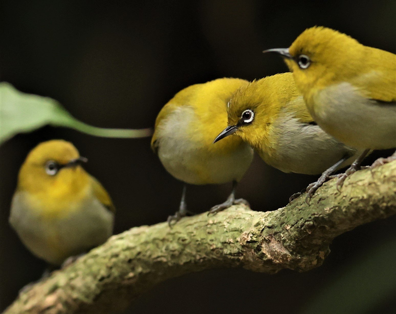 Indian White-eye (Zosterops palpebrosus) Doi Inthanon NP Chiang Mai (18).JPG