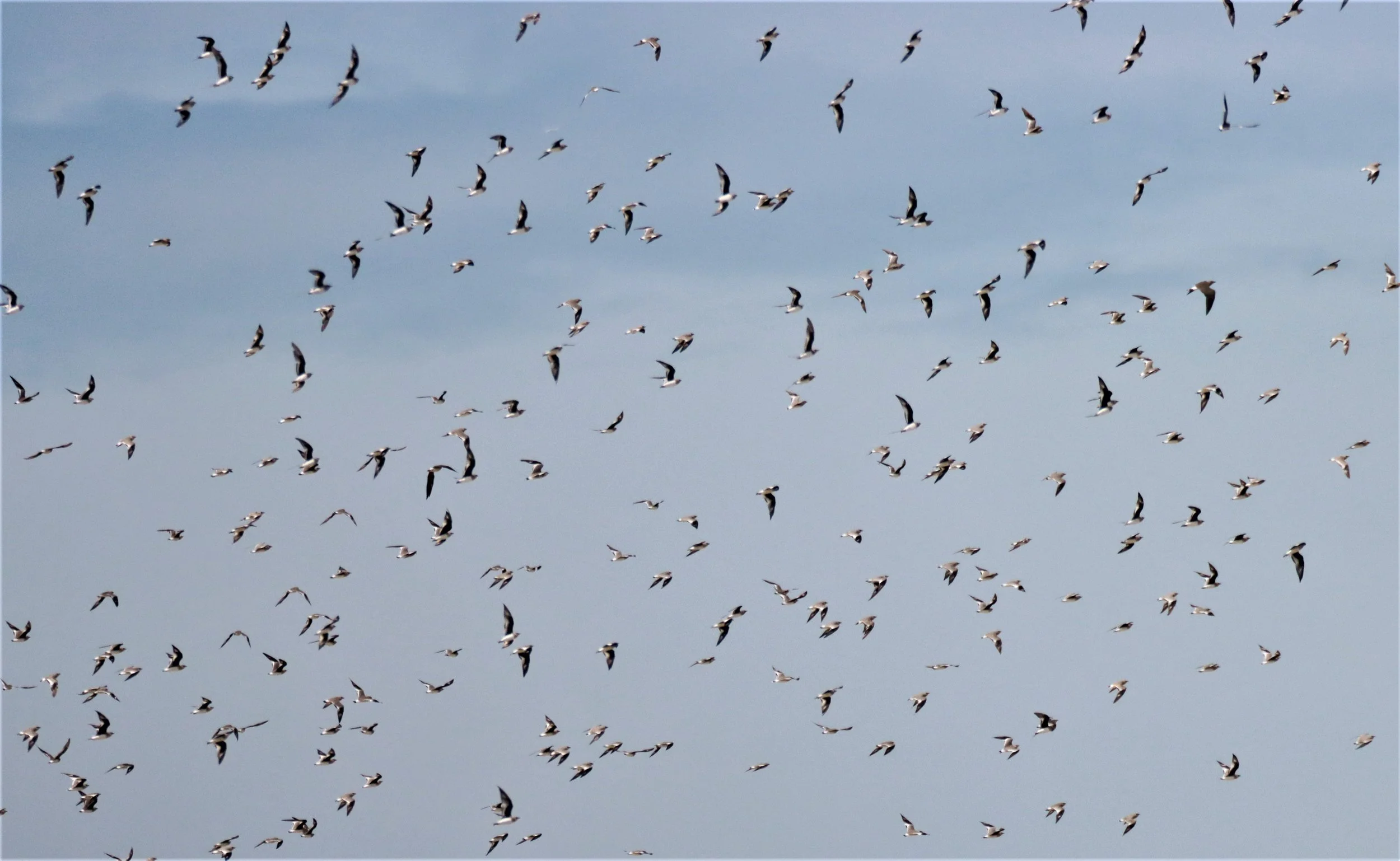 PRATINCOLE - SMALL PRATINCOLE - Glareola lactea - BUENG BORAPHET NAKHON SAWAN AUGUST 2021 (27).jpg