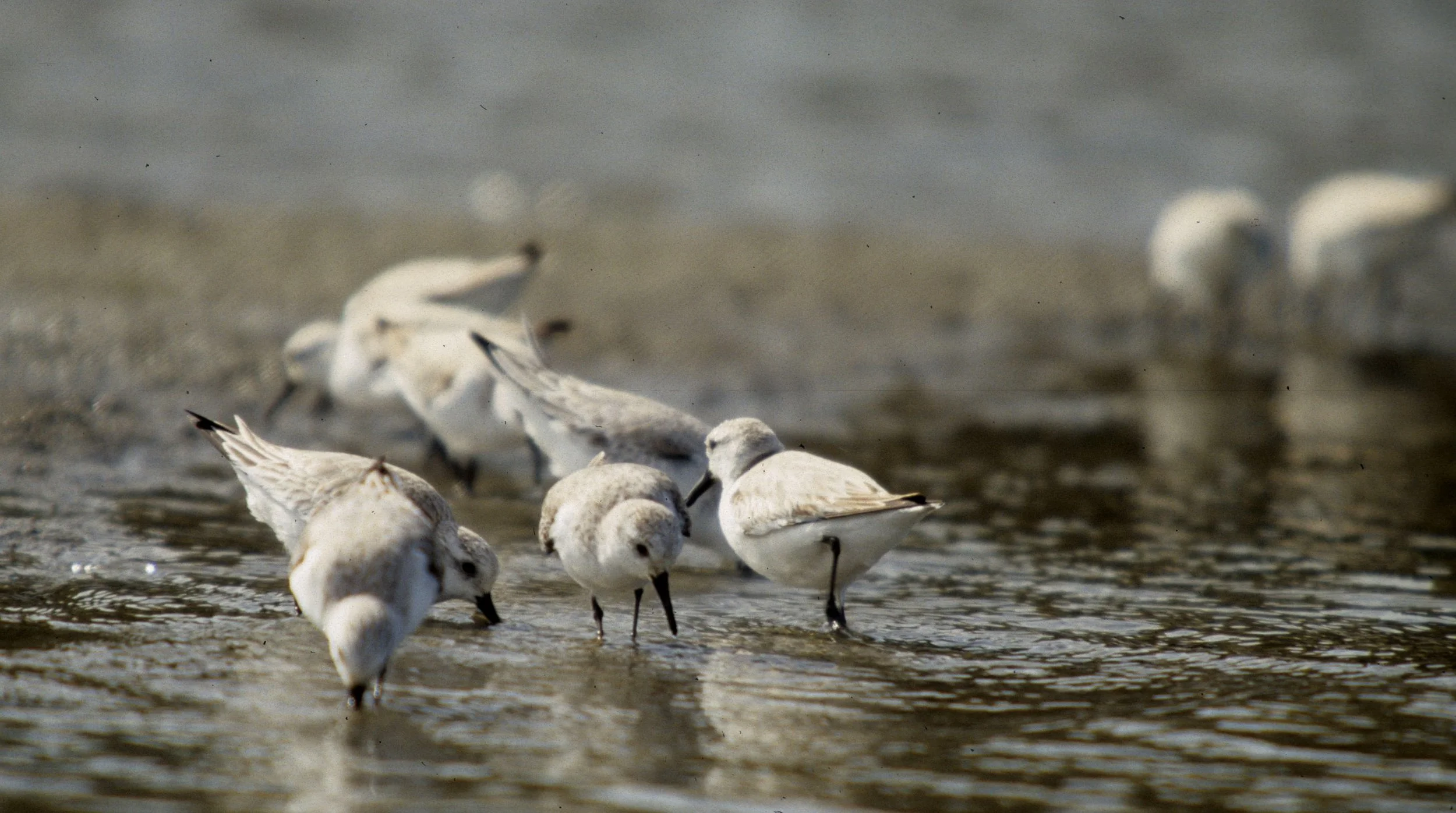 BIRD - SANDERLING - BODEGA BAY B.jpg