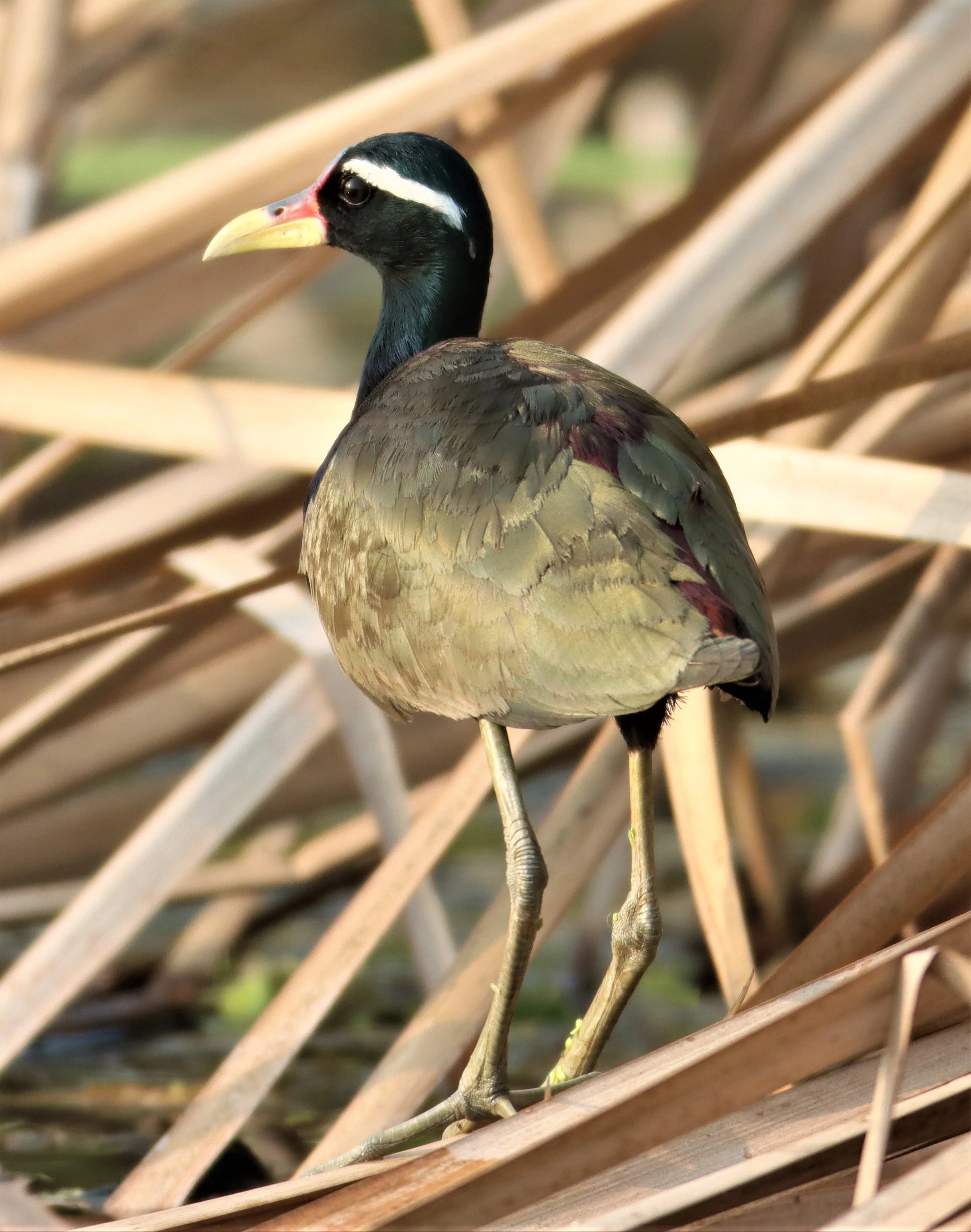 JACANA - BRONZE-WINGED JACANA - Metopidius indicus - LAT KRABANG WETLANDS NEAR BKK (14).jpg