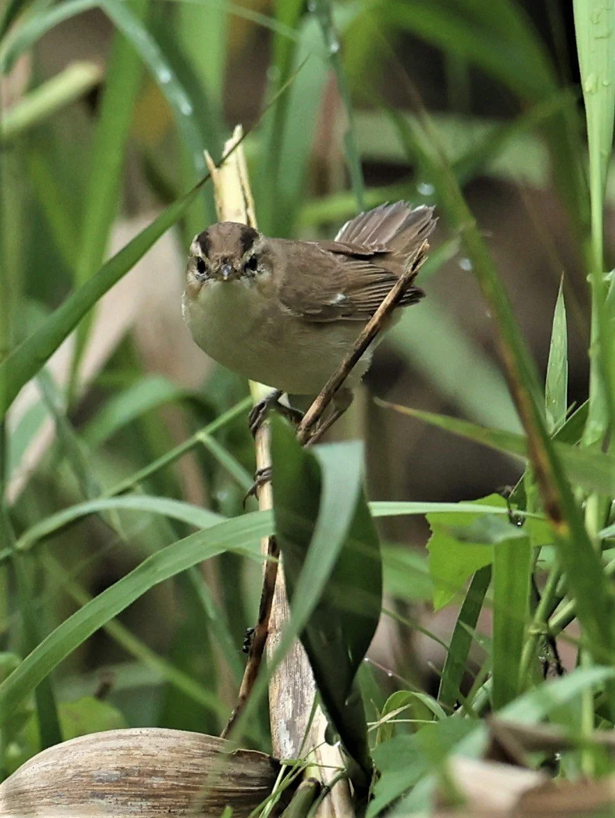 WARBLER - BLACK-BROWED REED WARBLER - Acrocephalus histrigiceps - PAK PHAYUN DISTRICT, PATTHALUNG APRIL 2022 (6).jpg