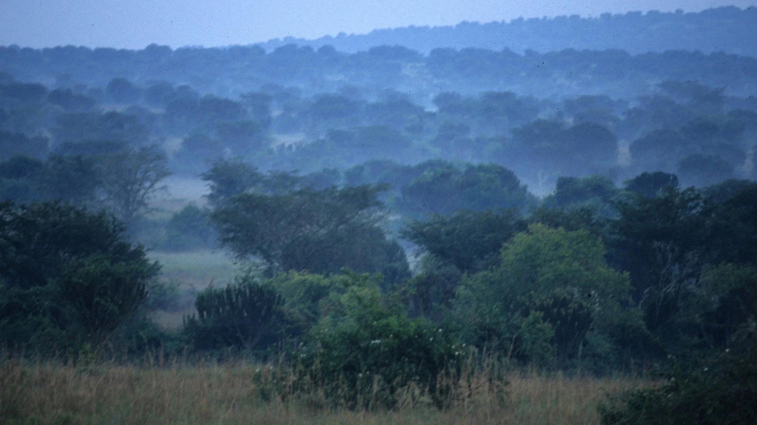 UGANDA - SCRUB FOREST A.jpg