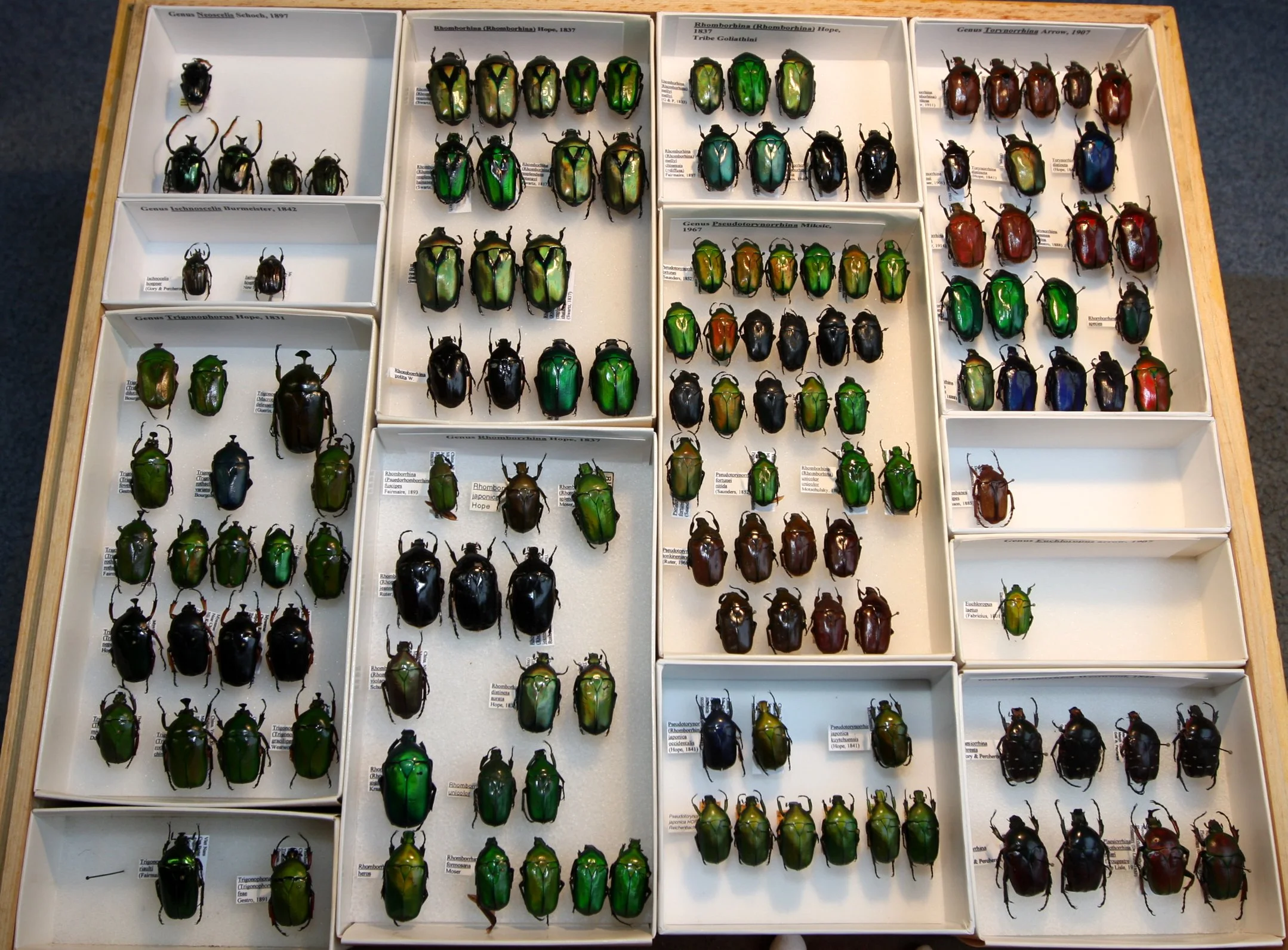 Cetoniinae 23 – Goliathini – misc Asian species, Neoscelis.JPG