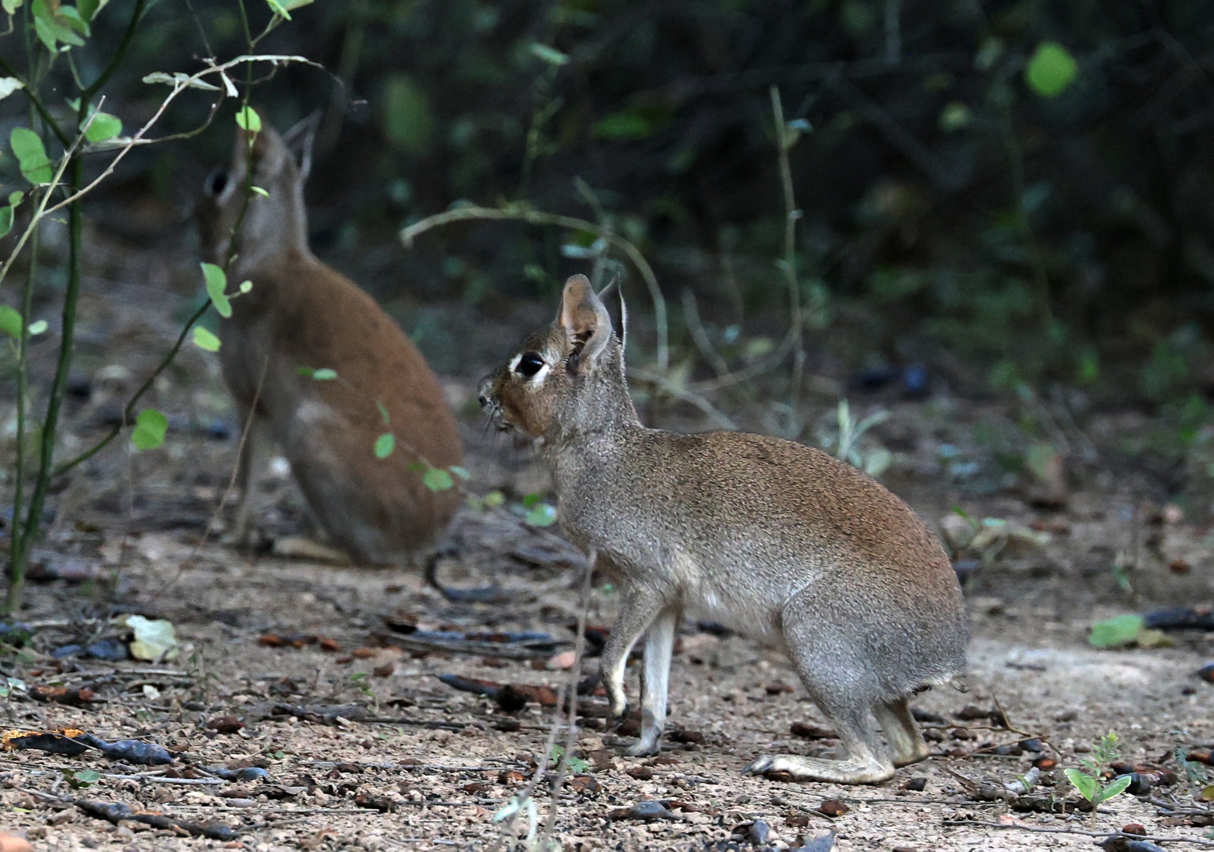 Chacoan Mara (Dolichotis salinicola) Hotel Campestre Iparoma Paraguay (13).jpg