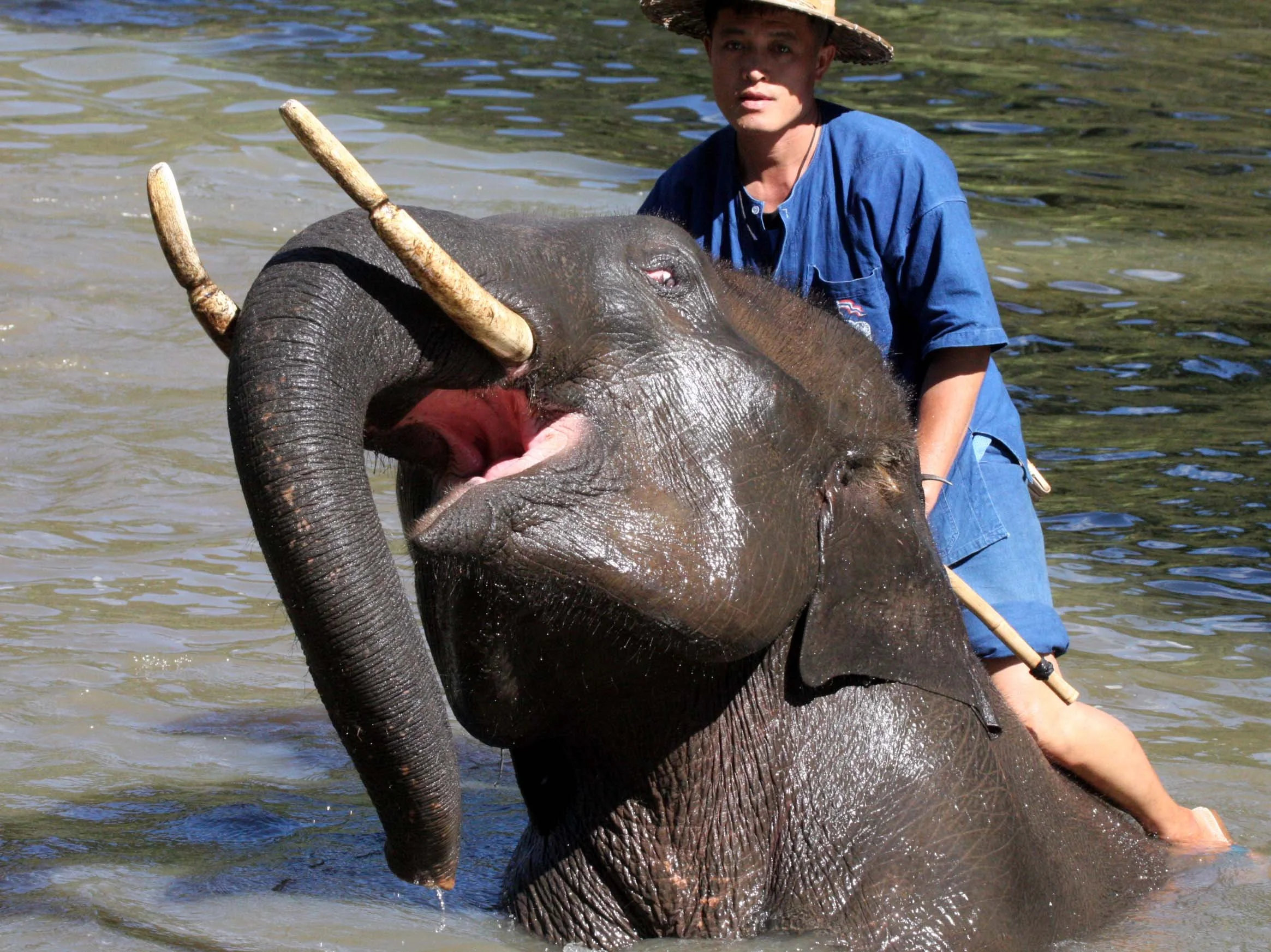 2008 Lampang City & Elephant Center (105).JPG
