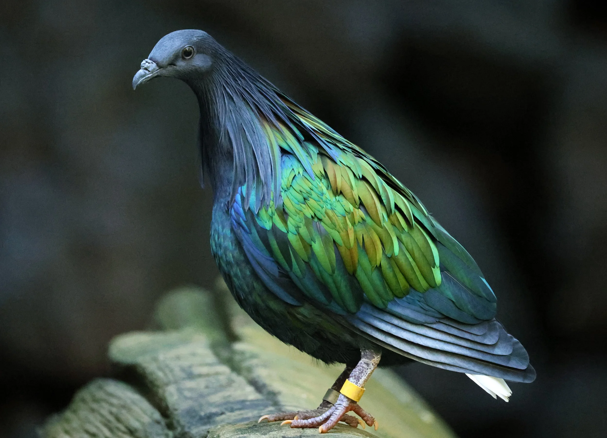 Nicobar Pigeon (Caloenas nicobarica) Koala Trail Road and Locations South of Brisbane - Queensland (6).jpg