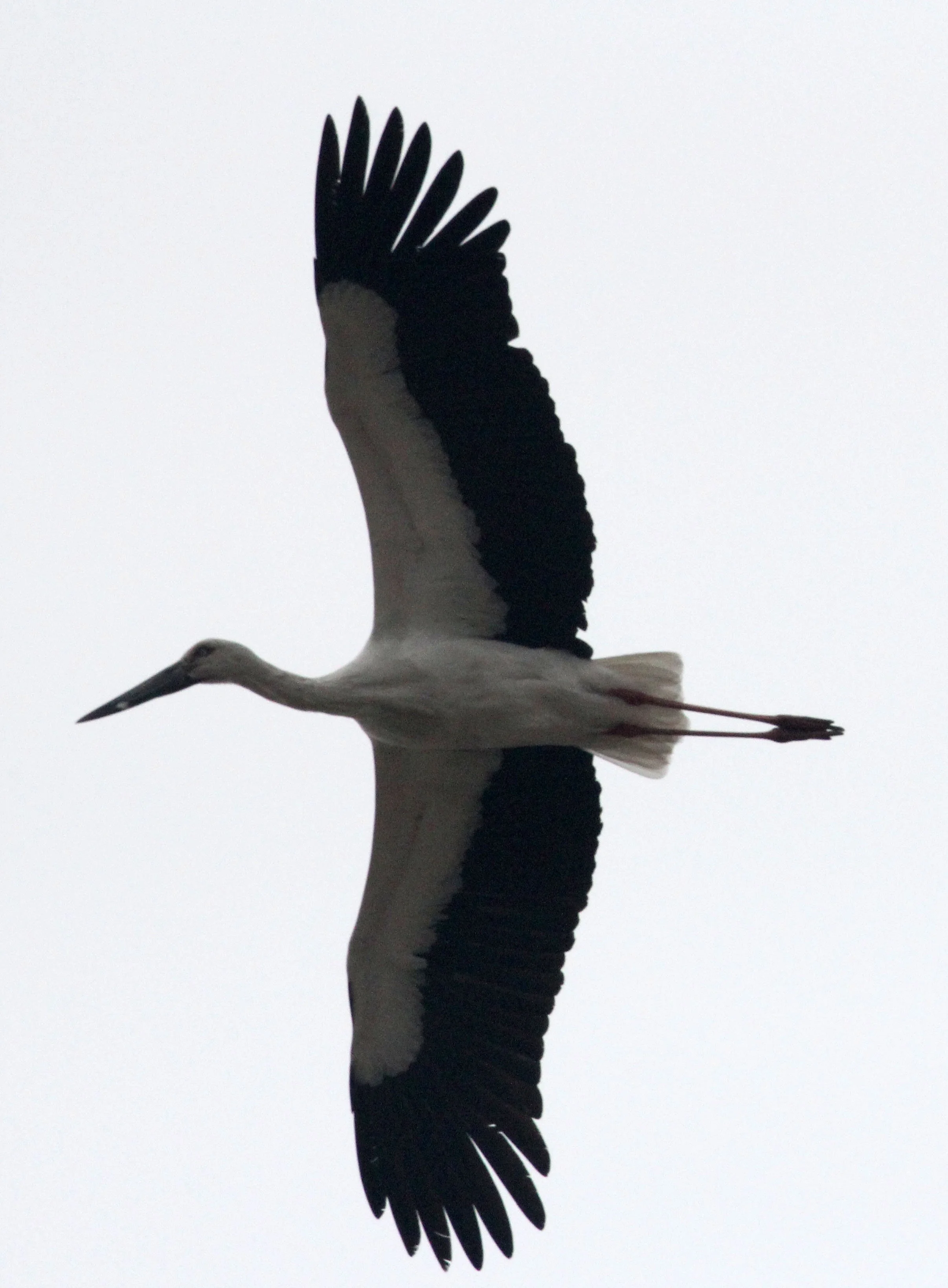 STORK - ORIENTAL STORK - Ciconia boyciana - POYANG LAKE, JIANGXI PROVINCE, CHINA (19).JPG
