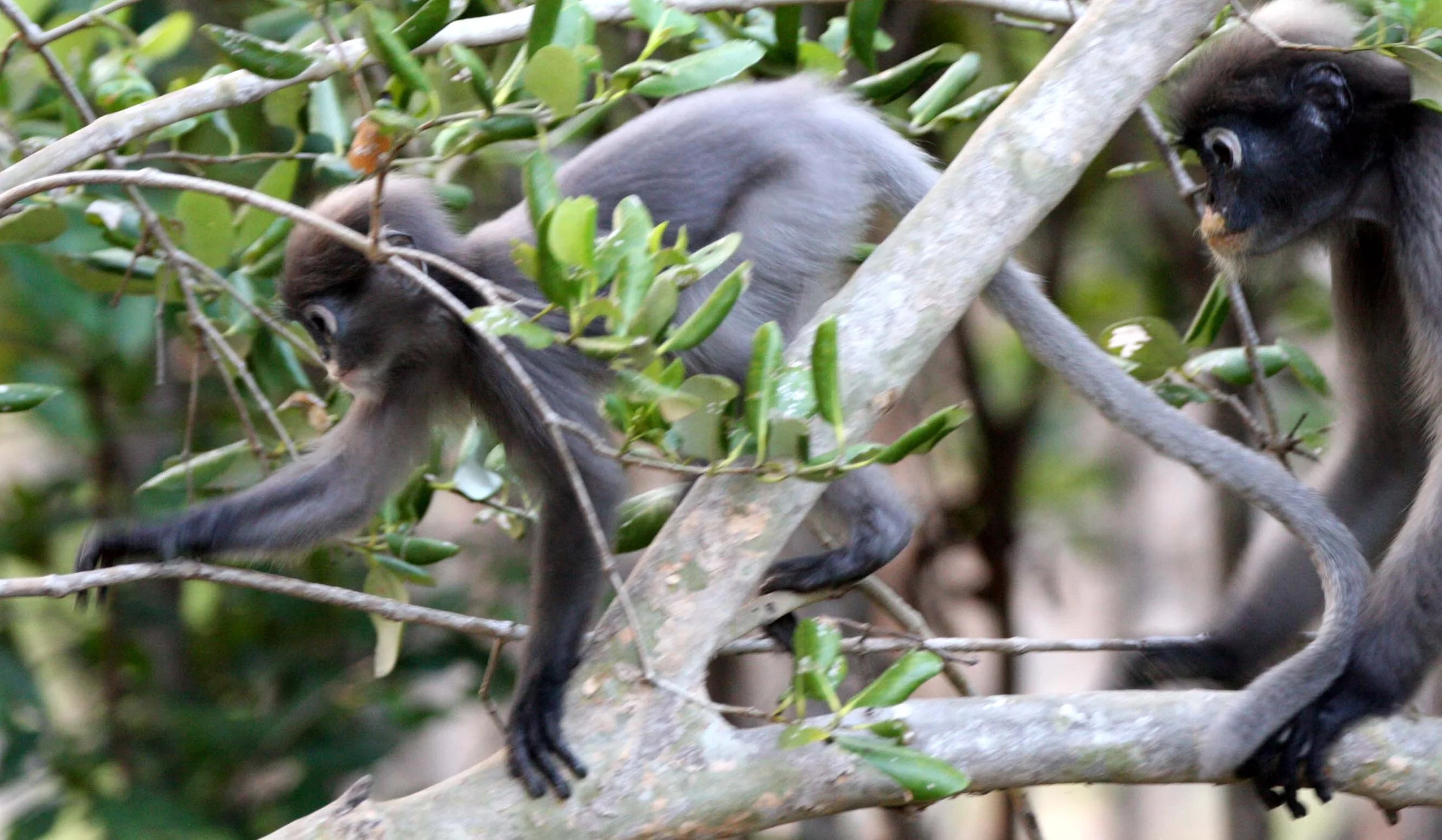 CERCOPITHECIDAE - Trachypithecus obscurus flavicauda - BLOND-TAILED (DUSKY) LANGUR - KHAO SAM ROI YOT THAILAND (5).JPG