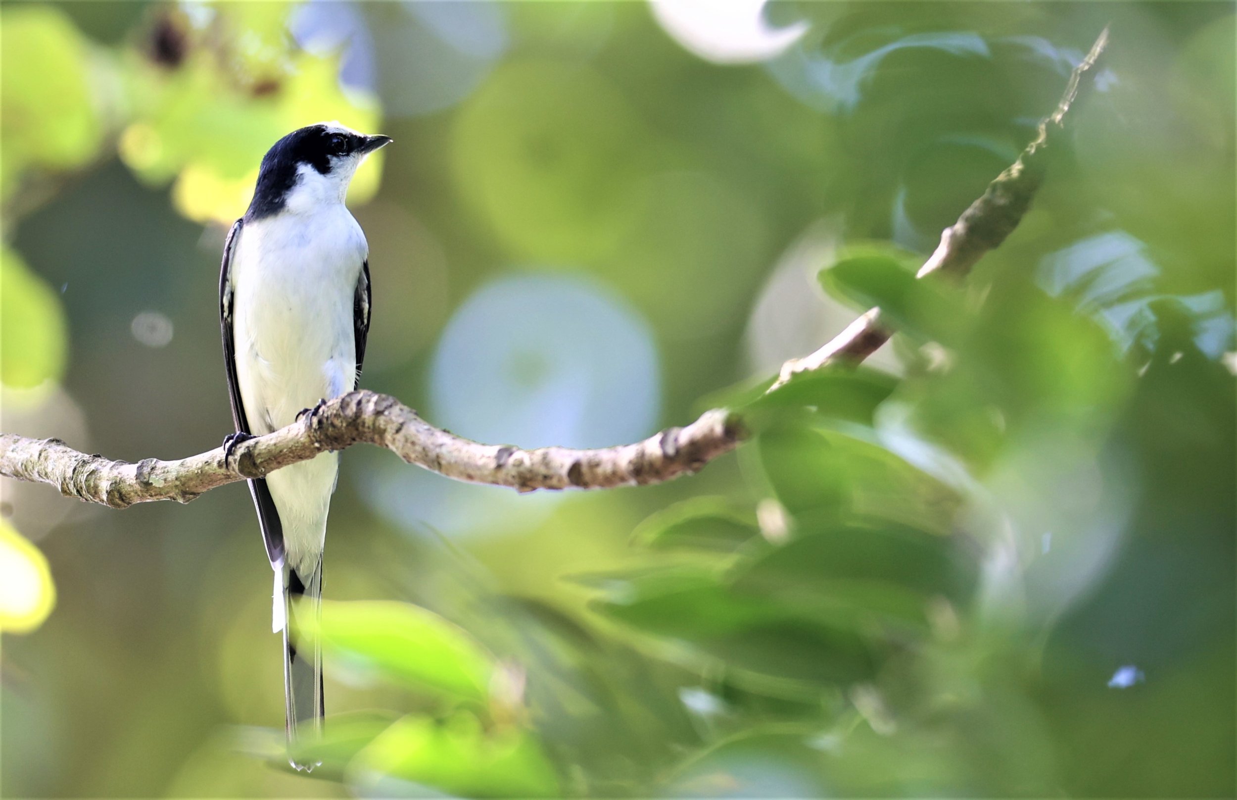 Ashy Minivet (Pericrocotus divaricatus) Kaeng Krachan NP Thailand (11).jpg