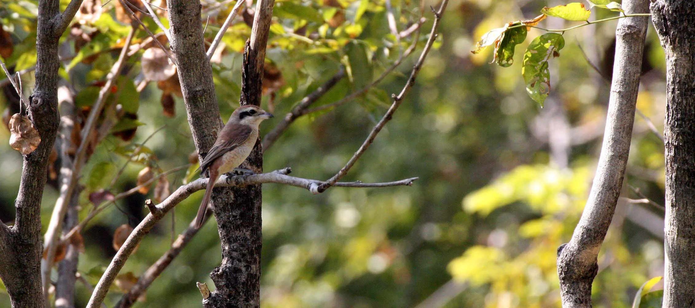 Brown Shrike (Lanius cristatus) Lumpini Park Bangkok (5).JPG
