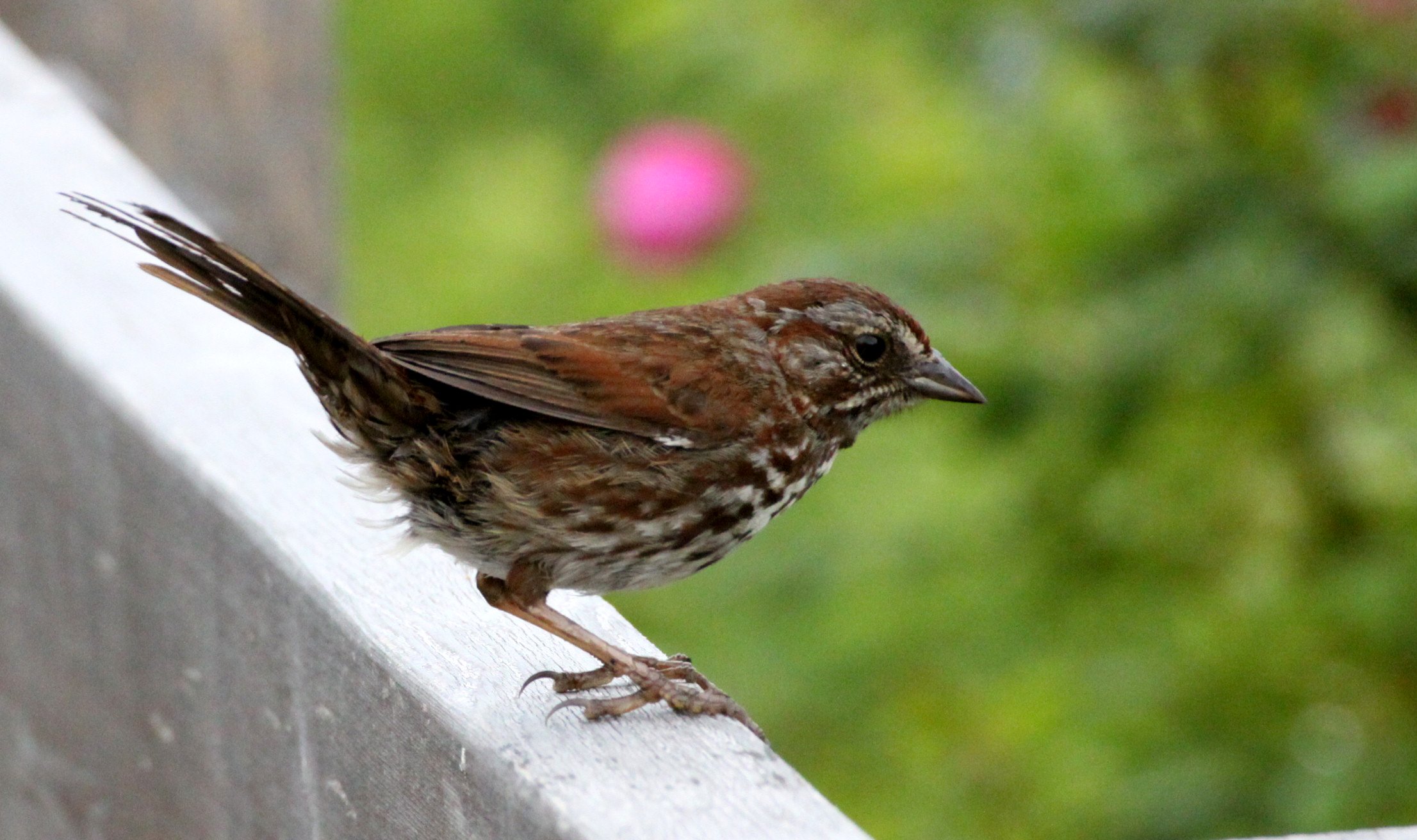 Song Sparrow (Melospiza melodia) Somemos Marsh Vancouver Island BC (4).JPG