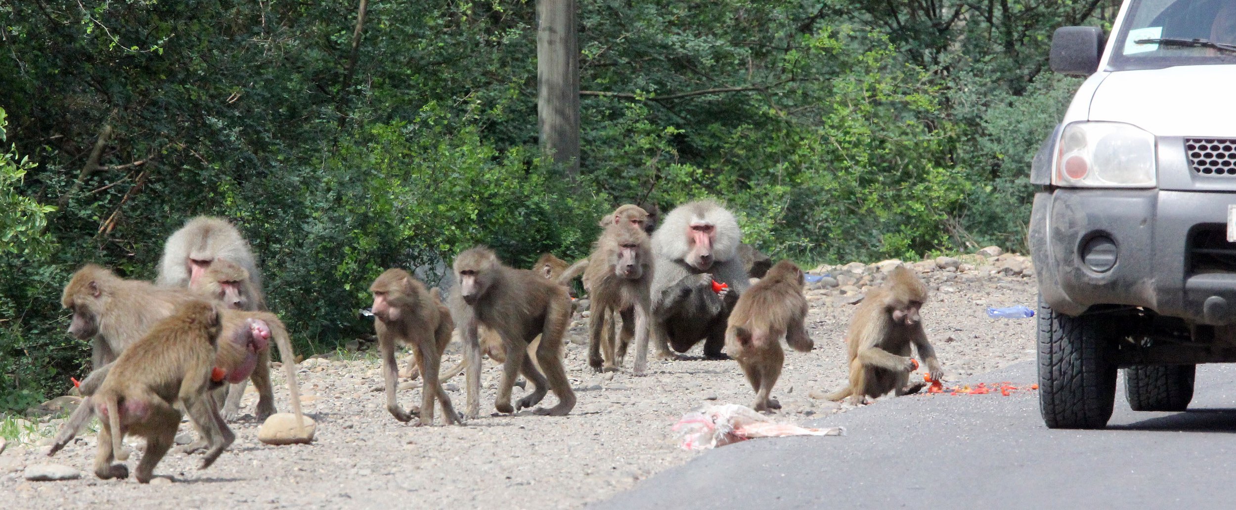 CERCOPITHECIDAE - Papio hamadryas - HAMADRYAS BABOON - AWASH NATIONAL PARK ETHIOPIA (181).JPG