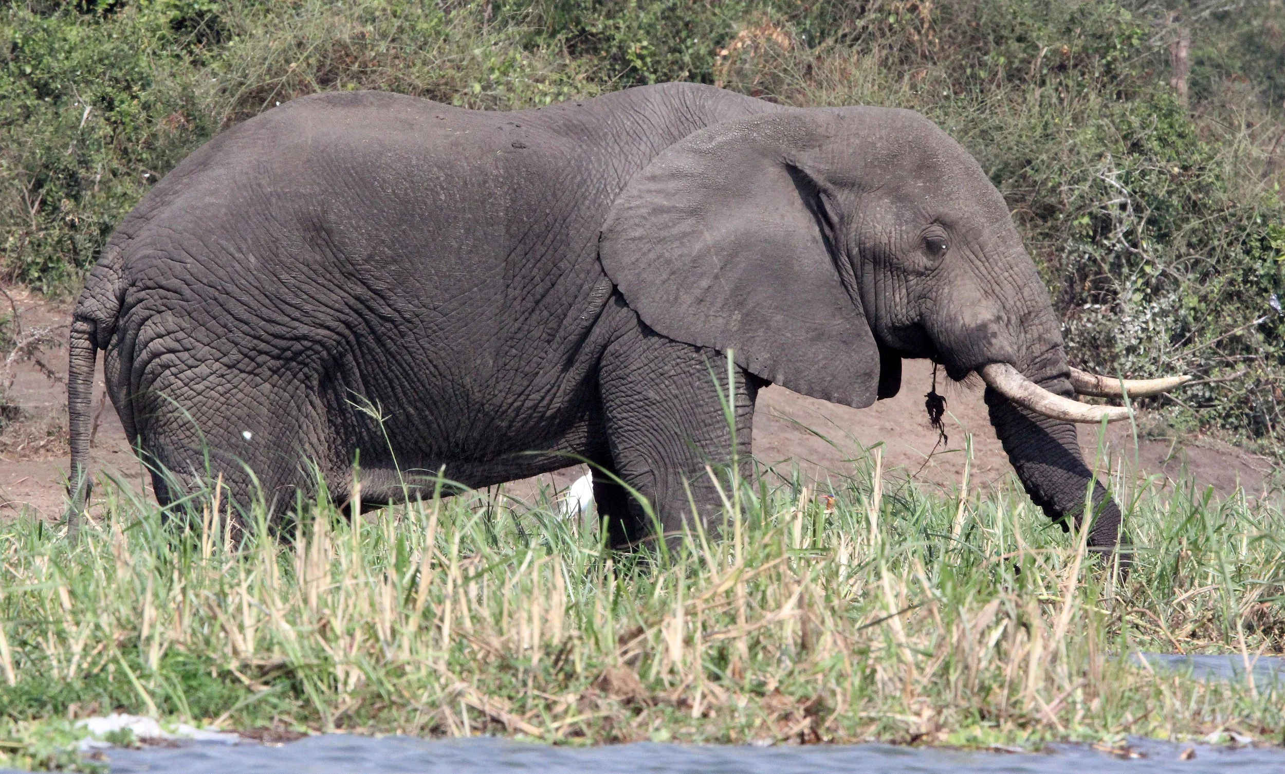 ELEPHANT - QUEEN ELIZABETH NATIONAL PARK UGANDA.JPG