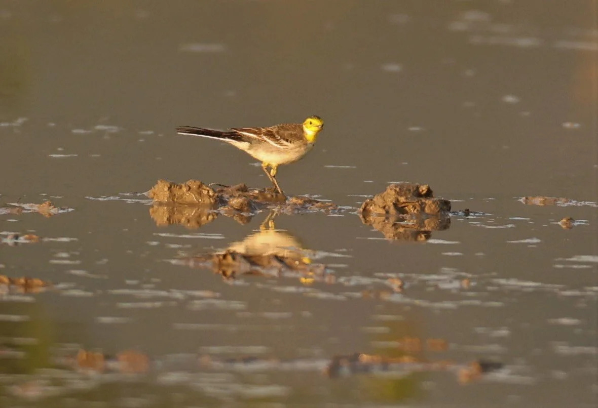 CITRINE WAGTAIL - Motacilla citreola - TATHORN RICEFIELDS CHIANG MAI FEB 2022 (45).jpg