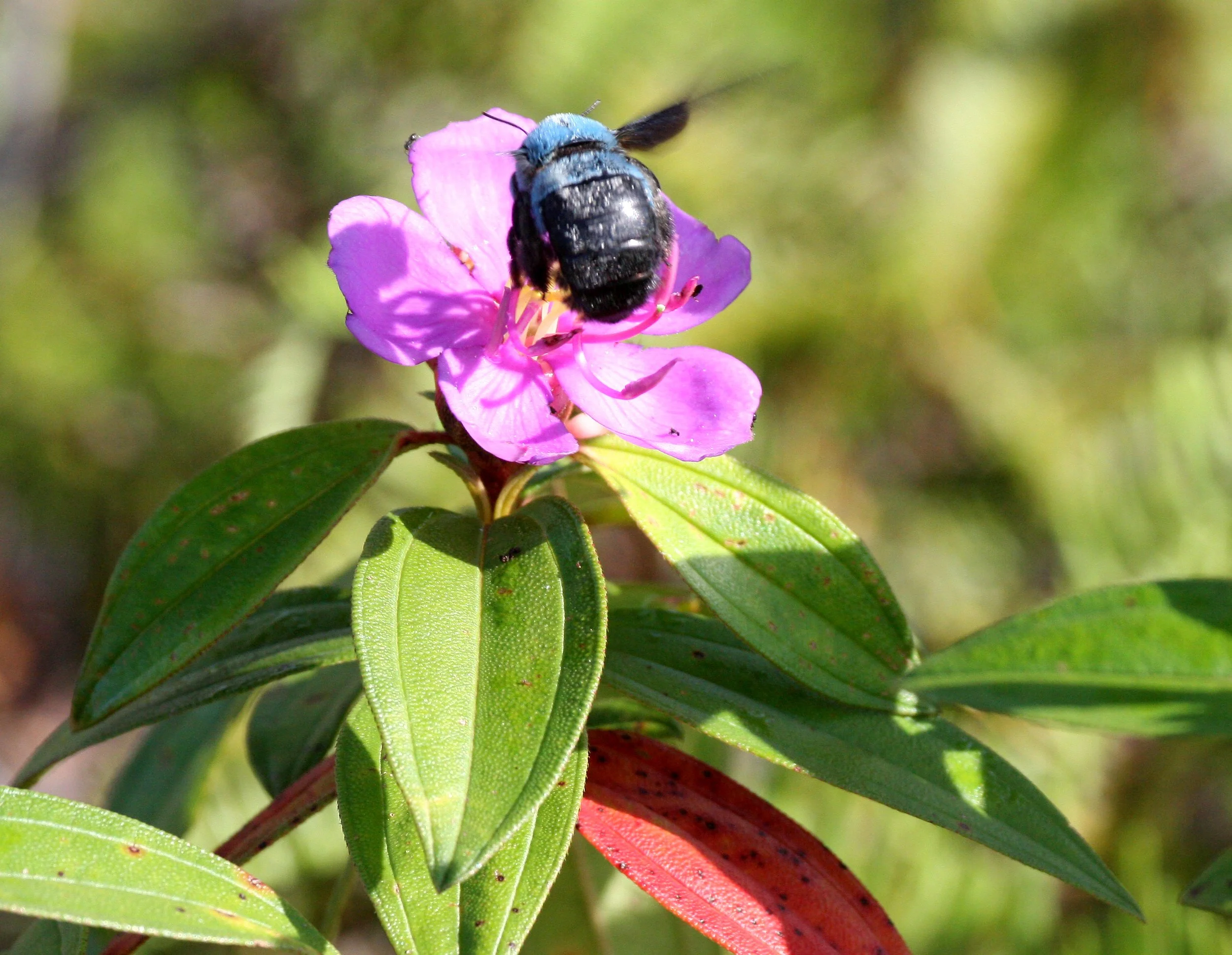 Apidae - CARPENTER BEE - KRUNG CHIN THAILAND.JPG