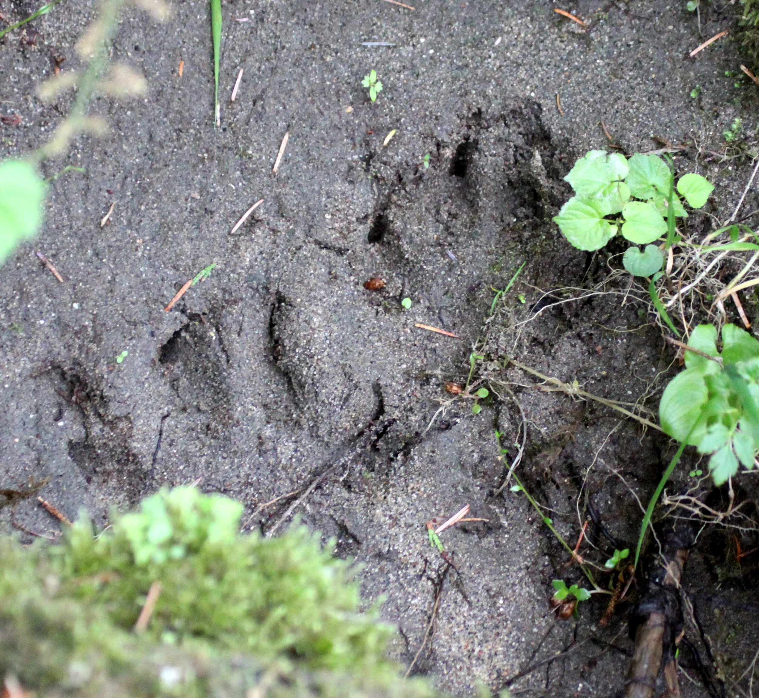 CANID - WOLF TRACKS - THOMPSON SOUND BC (2).JPG