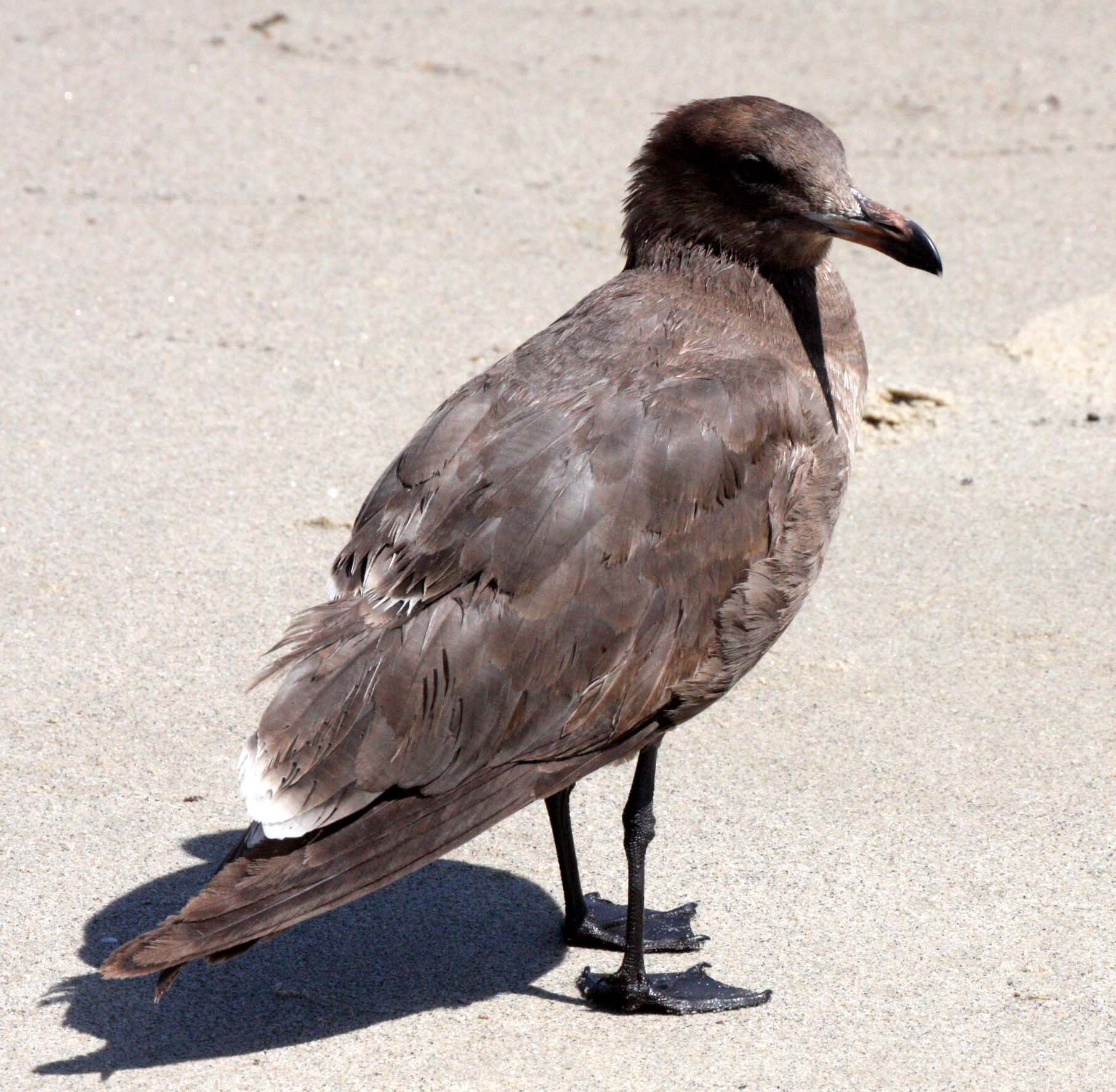 BIRD - GULL - HEERMANS GULL - BAHIA DE LOS ANGELES DESERT BAJA MEXICO.JPG