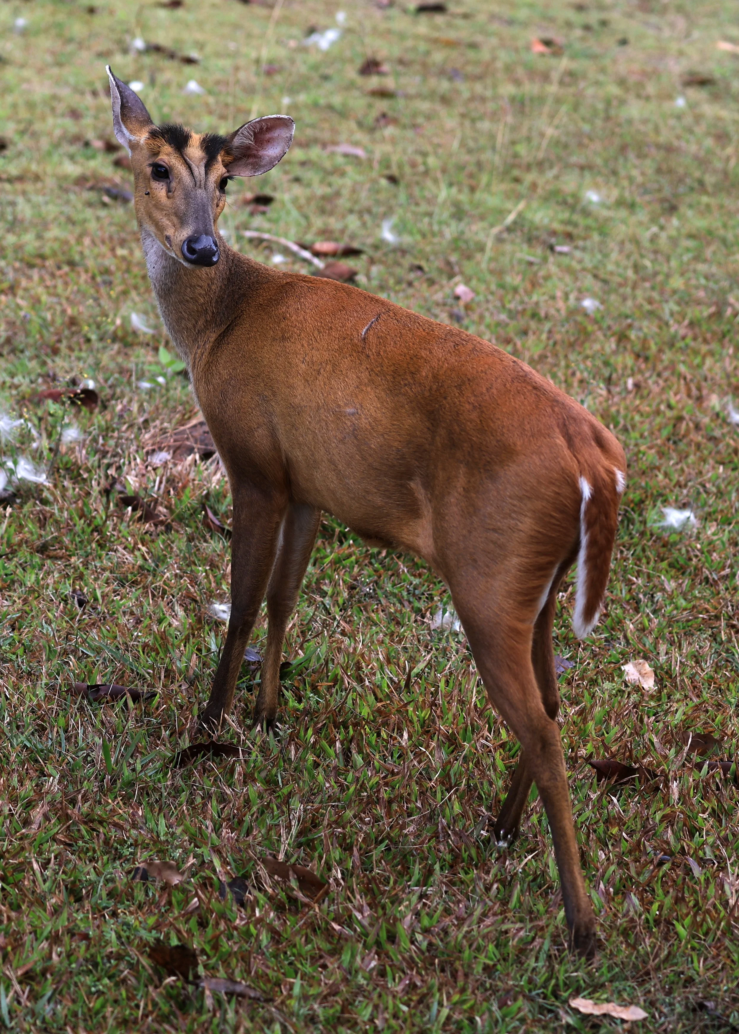 Southern Red Muntjac (Muntiacus muntjak) Khao Yai National Park, Thailand day 3(19).jpg