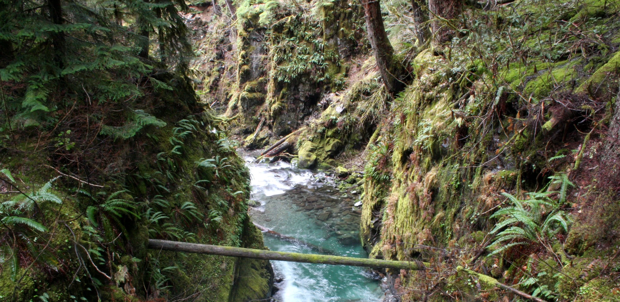 SOL DUC FALLS AND FOREST - ONP WA (29).JPG
