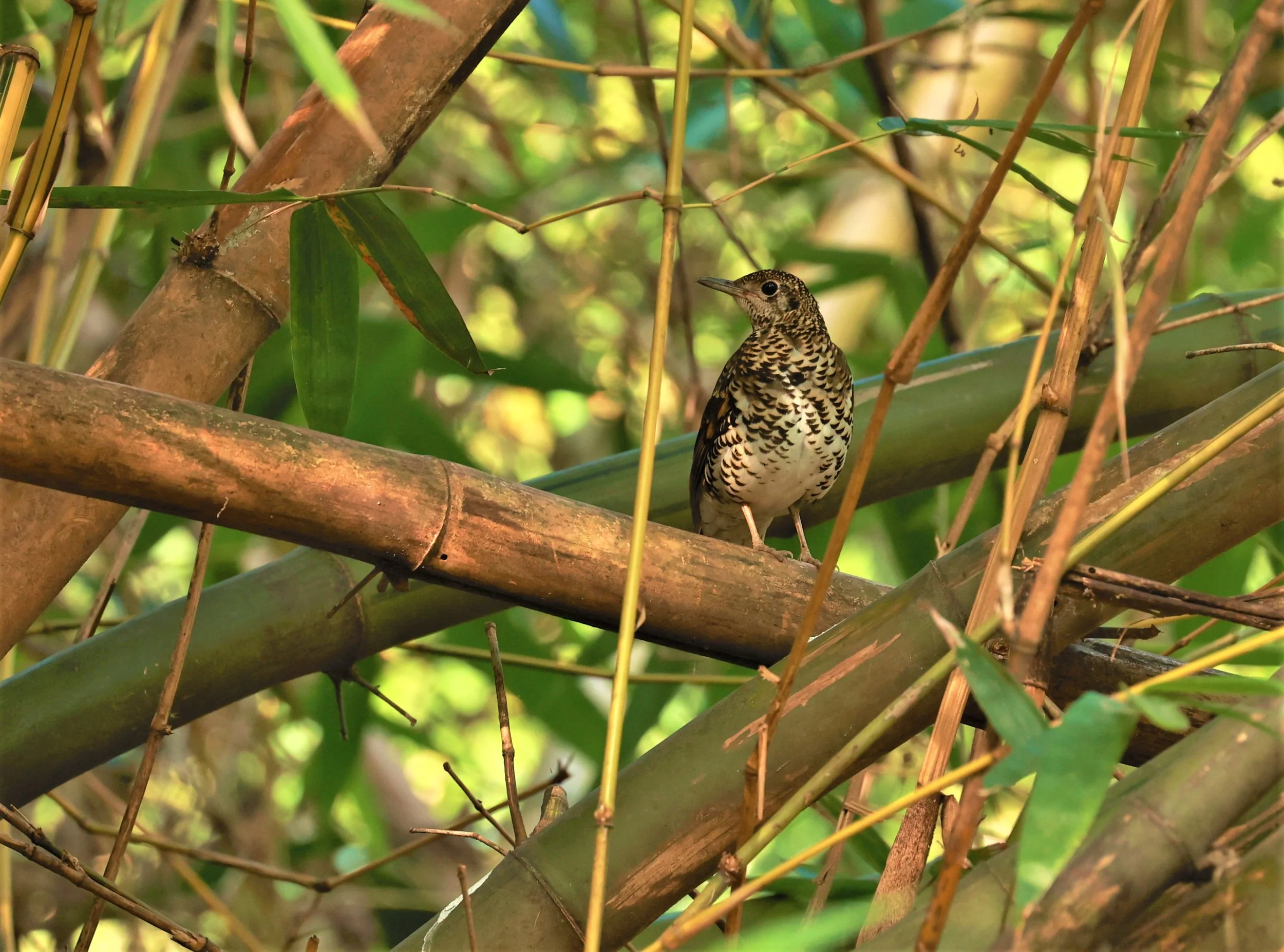 White's Thrush (Zoothera aurea) Putthamonthon Park Nakhon Pathom Thailand (61).jpg