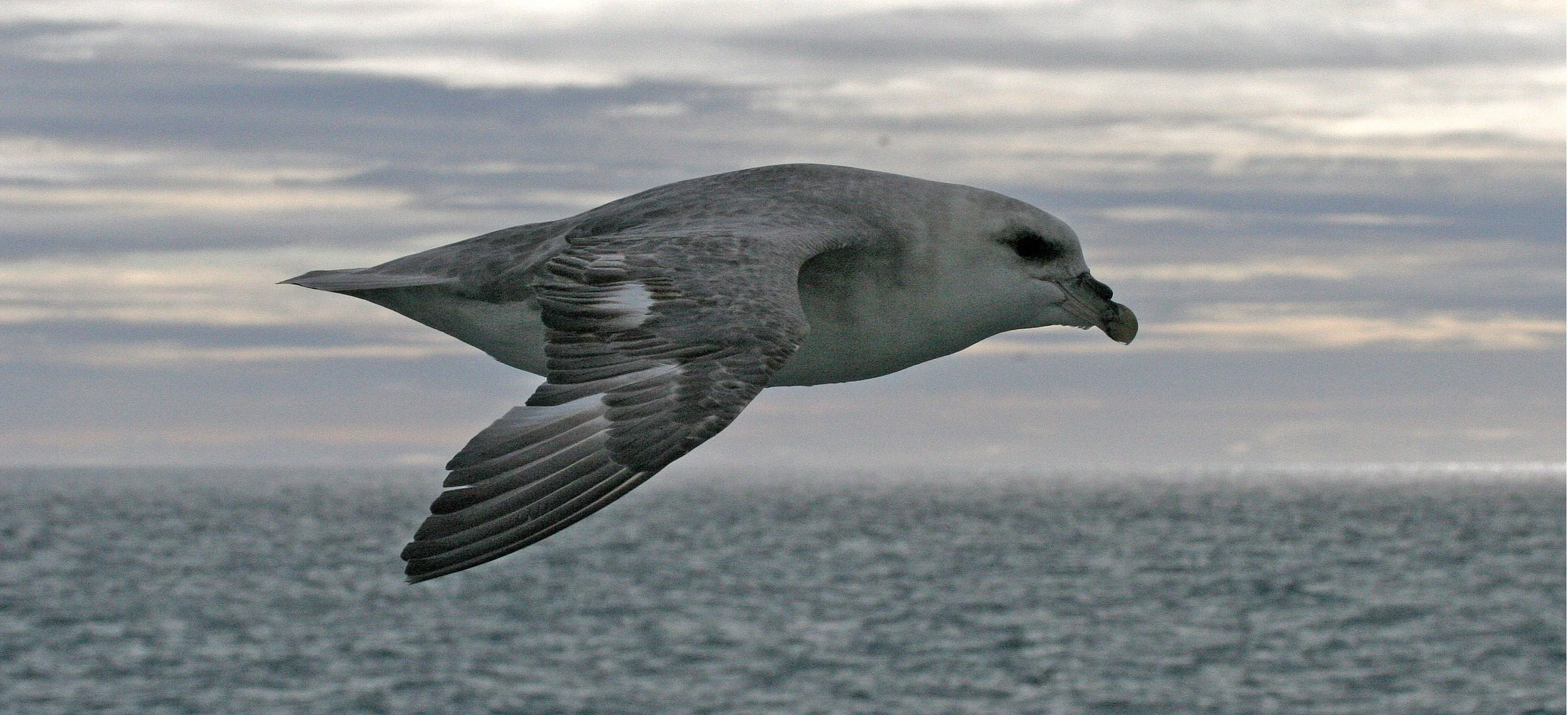 Northern Fulmar