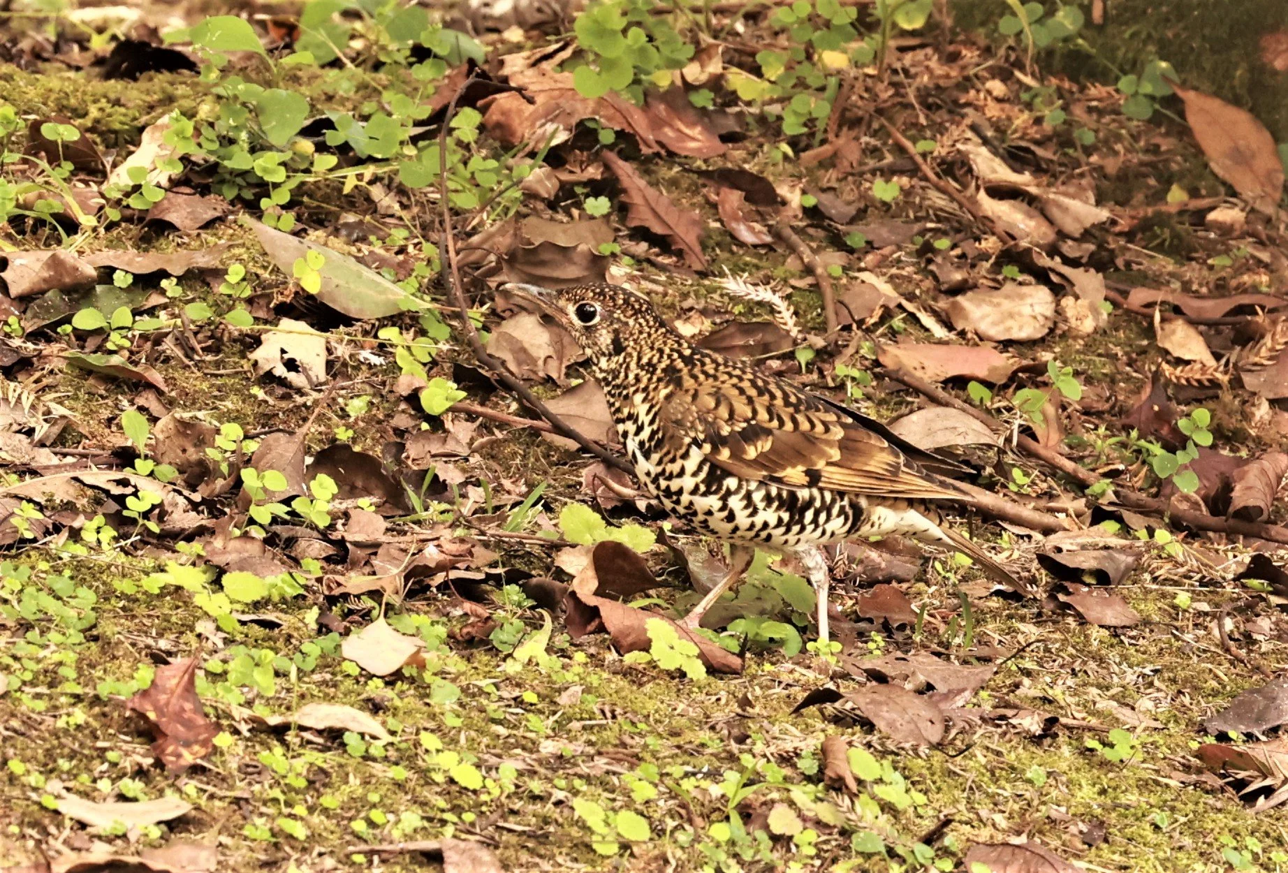 Scaly Thrush (Zoothera dauma) Doi Ang Kang Chiang Mai (13).jpg