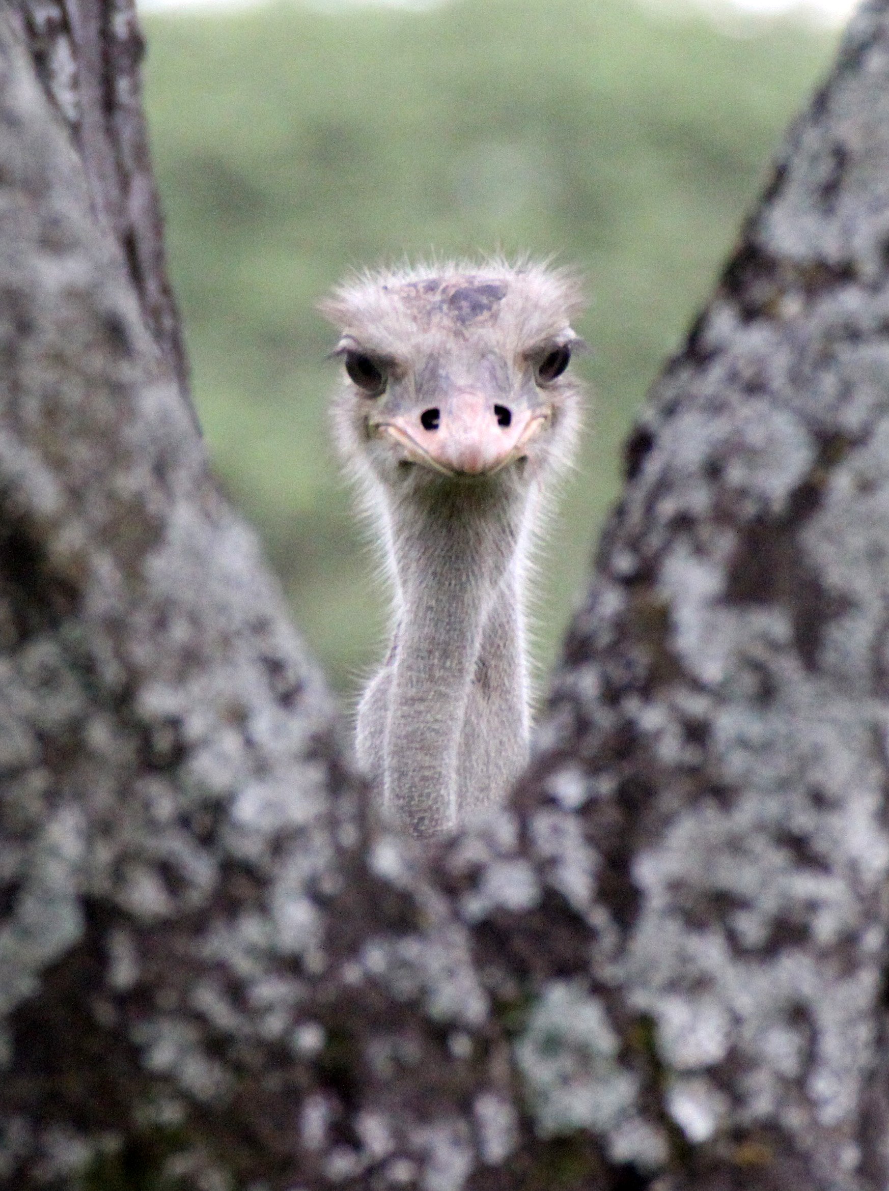 Struthio camelus camelus - NORTH AFRICAN OSTRICH - LANGANO LAKE ETHIOPIA (7).JPG