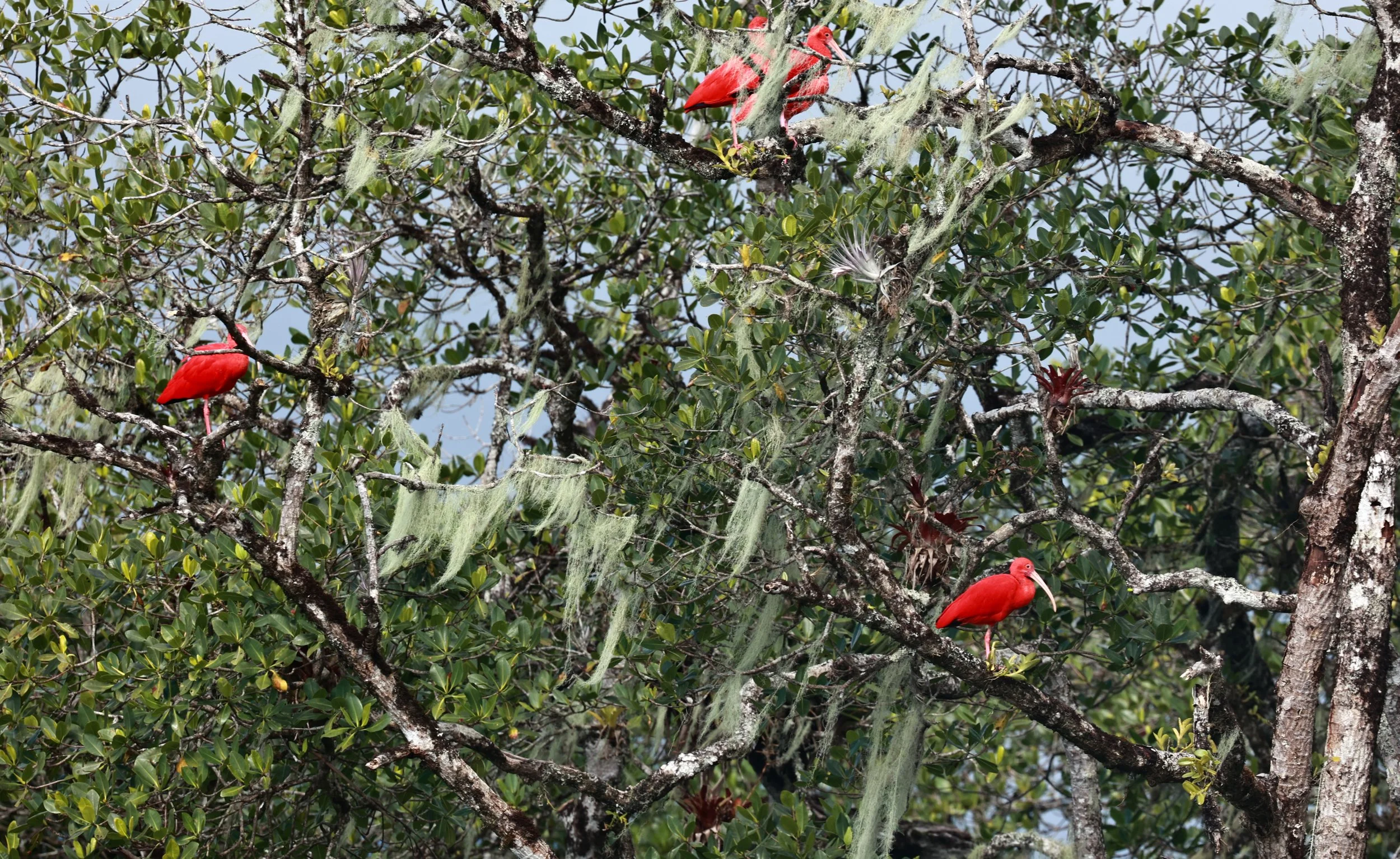Scarlet Ibis (Eudocimus ruber) Superagüi National Park, Brazil (1).jpg