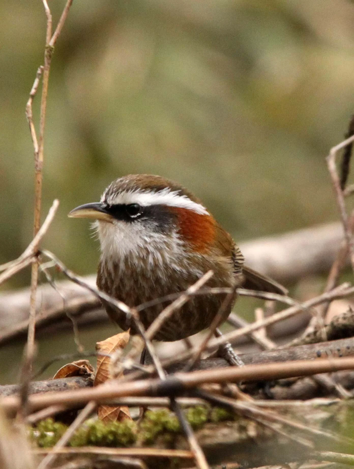 BIRD - BABBLER - WHITE-BROWED SCIMITAR BABBLER - FOPING NATURE RESERVE - SHAANXI PROVINCE CHINA (11).JPG