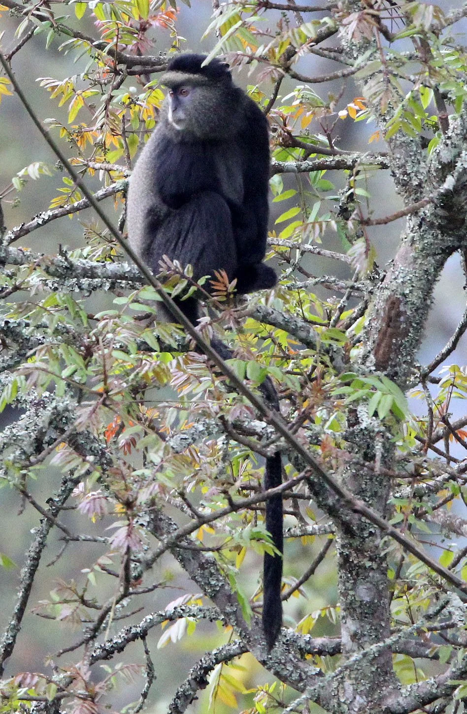 CERCOPITHECIDAE - Cercopithecus doggetti - SILVER MONKEY - NYUNGWE NATIONAL PARK RWANDA (194).JPG