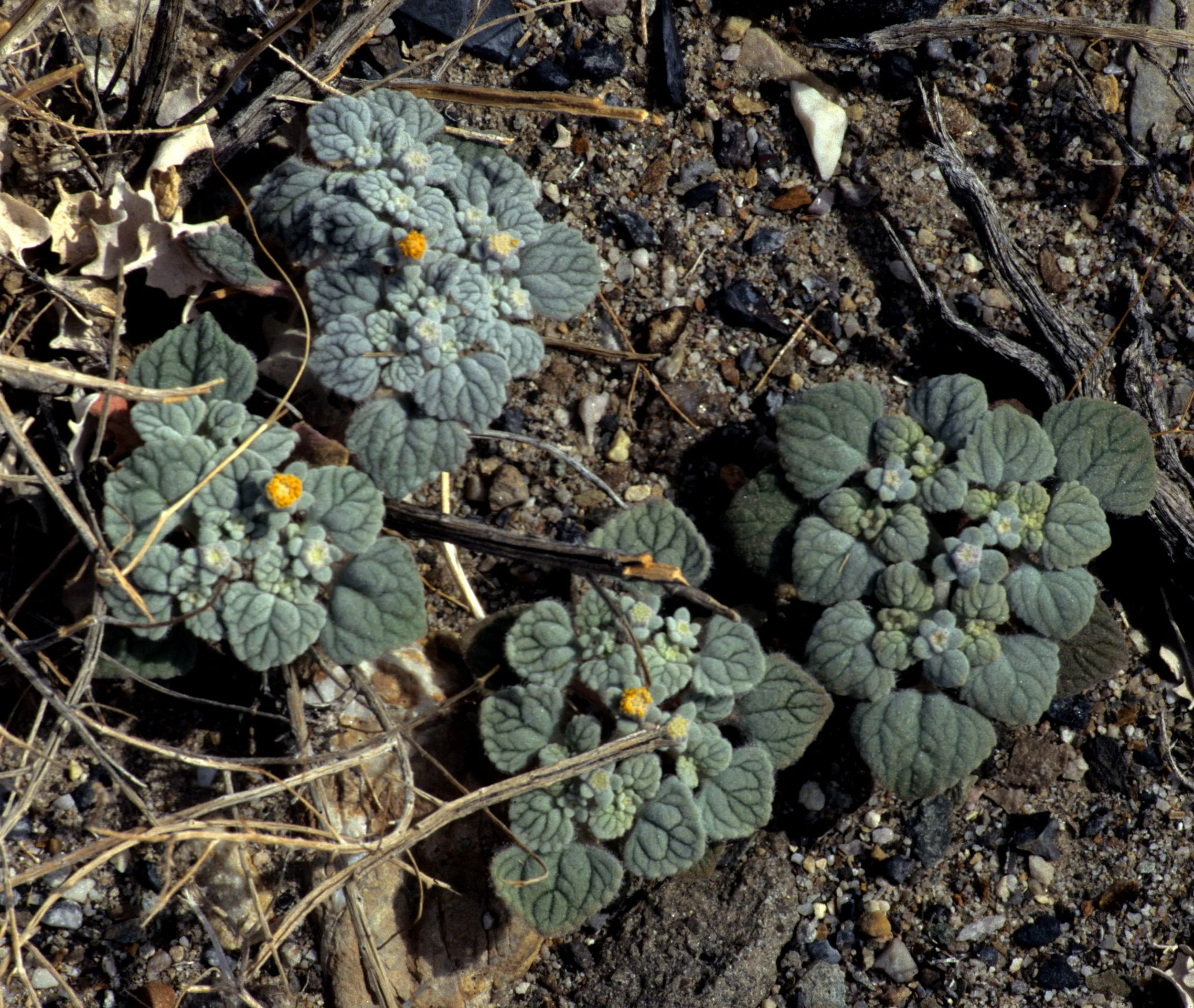 DEATH VALLEY - PSATHYROTES RAMOSISSIMA - TURTLEBACK.jpg