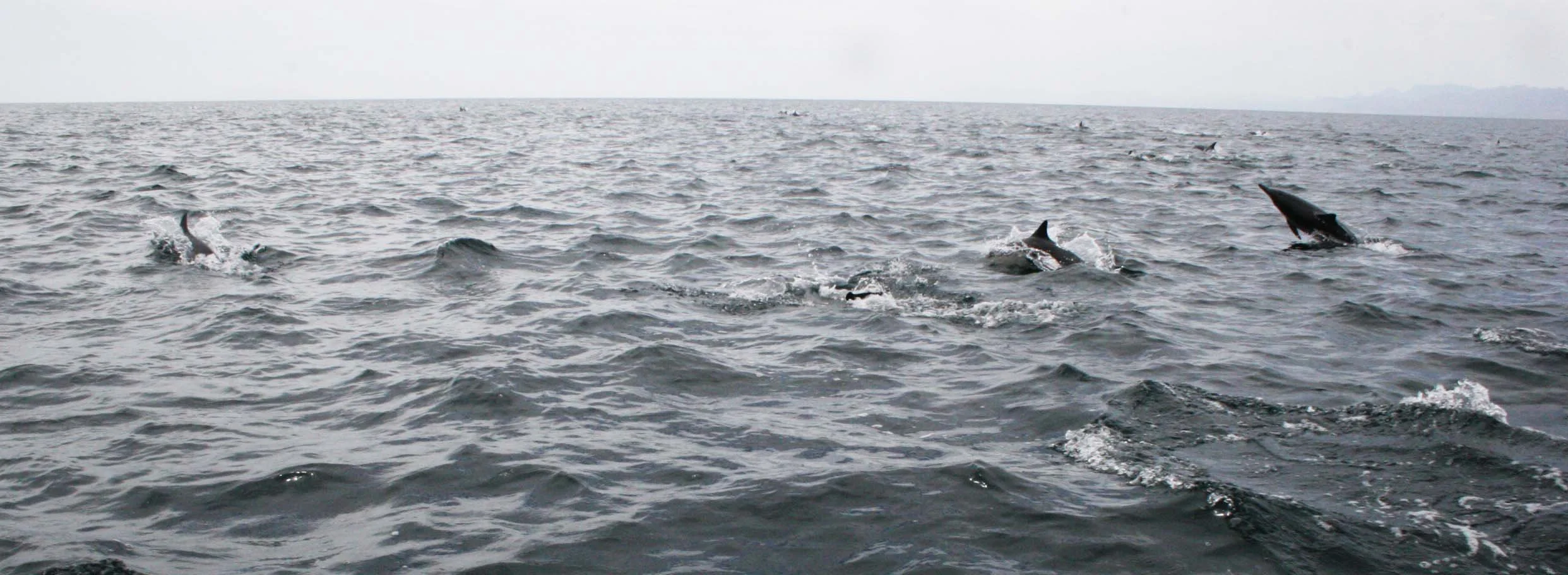 CETACEAN - DOLPHIN - BOTTLENOSE DOLPHIN - BAHIA DE LORETO BAHA MEXICO (4).JPG