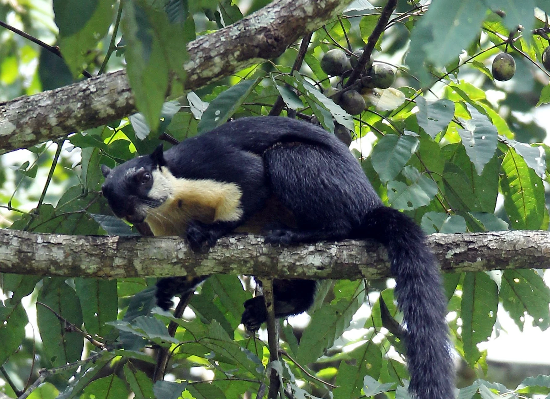 Ratufa bicolor - BLACK GIANT SQUIRREL - KHAO YAI NATIONAL PARK THAILAND (37).jpg