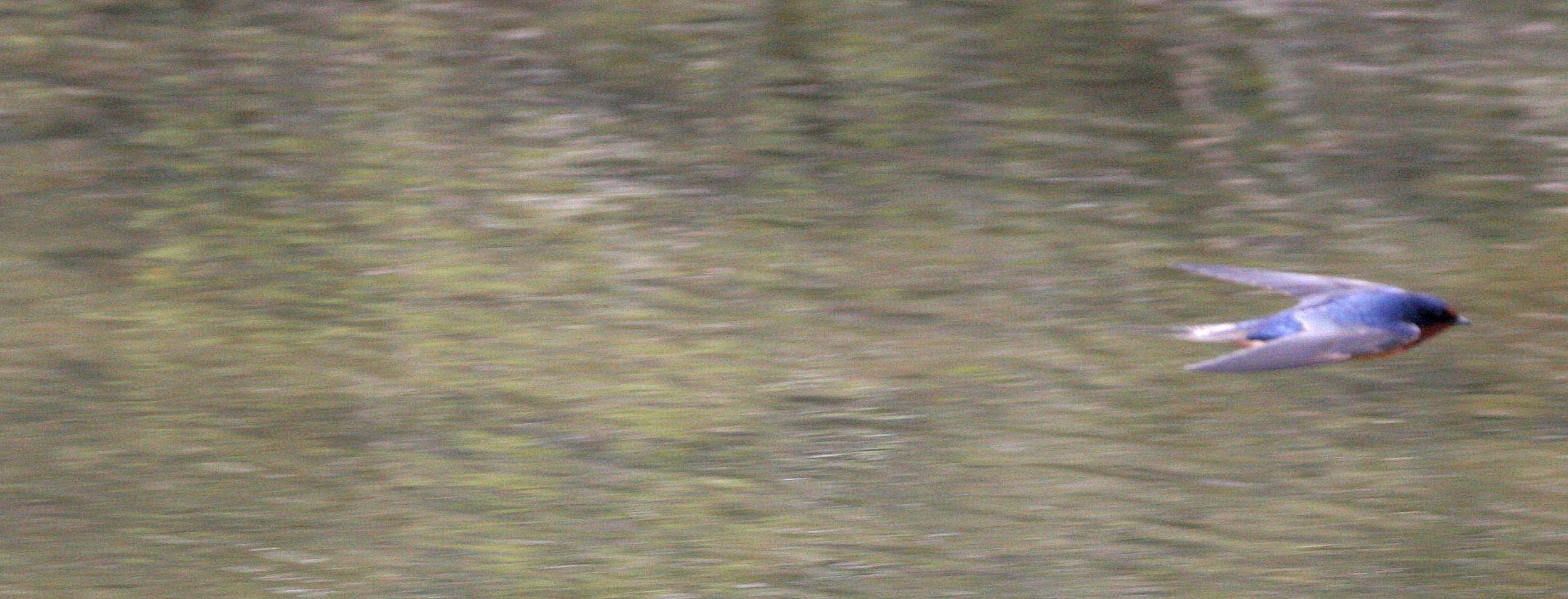 BIRD - SWALLOW - BARN SWALLOW - MORSE CREEK MOUTH WA.JPG