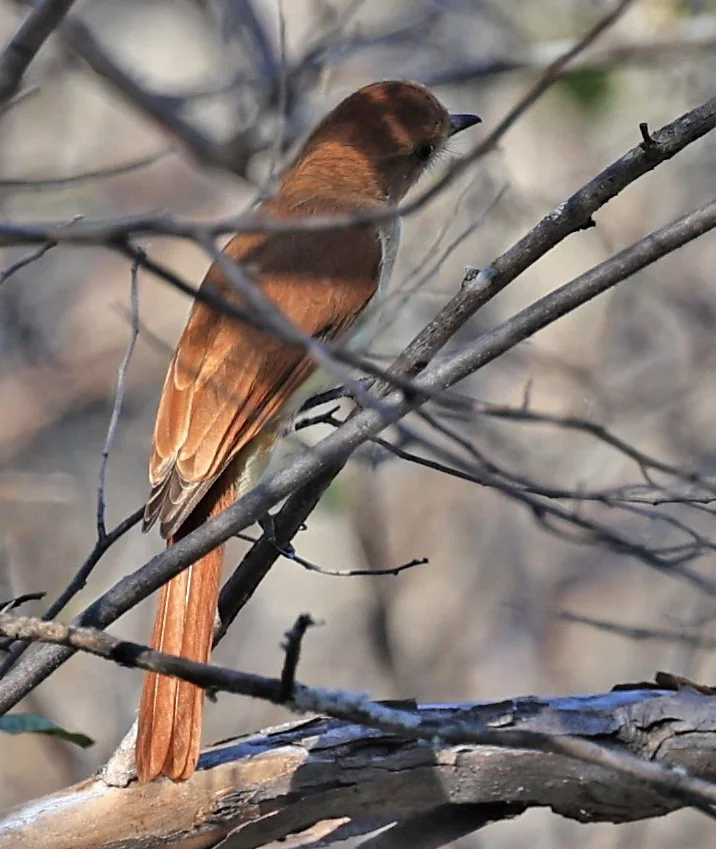 Rufous Casiornis (Casiornis rufus) Reserva Natural Canada el Carmen, Paraguay  (1).jpg