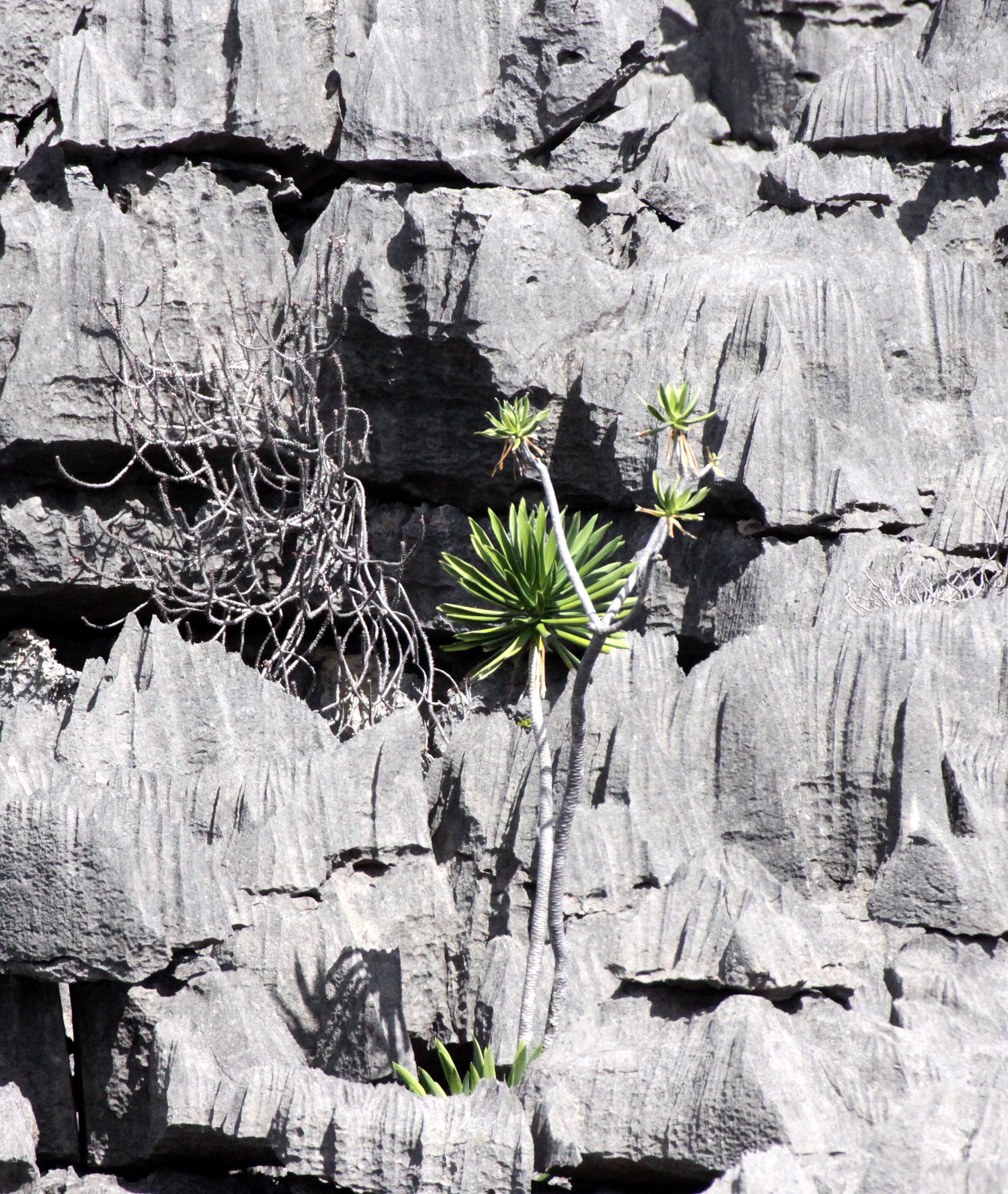 ANKARANA NATIONAL PARK MADAGASCAR - TSINGY FOREST (23).JPG
