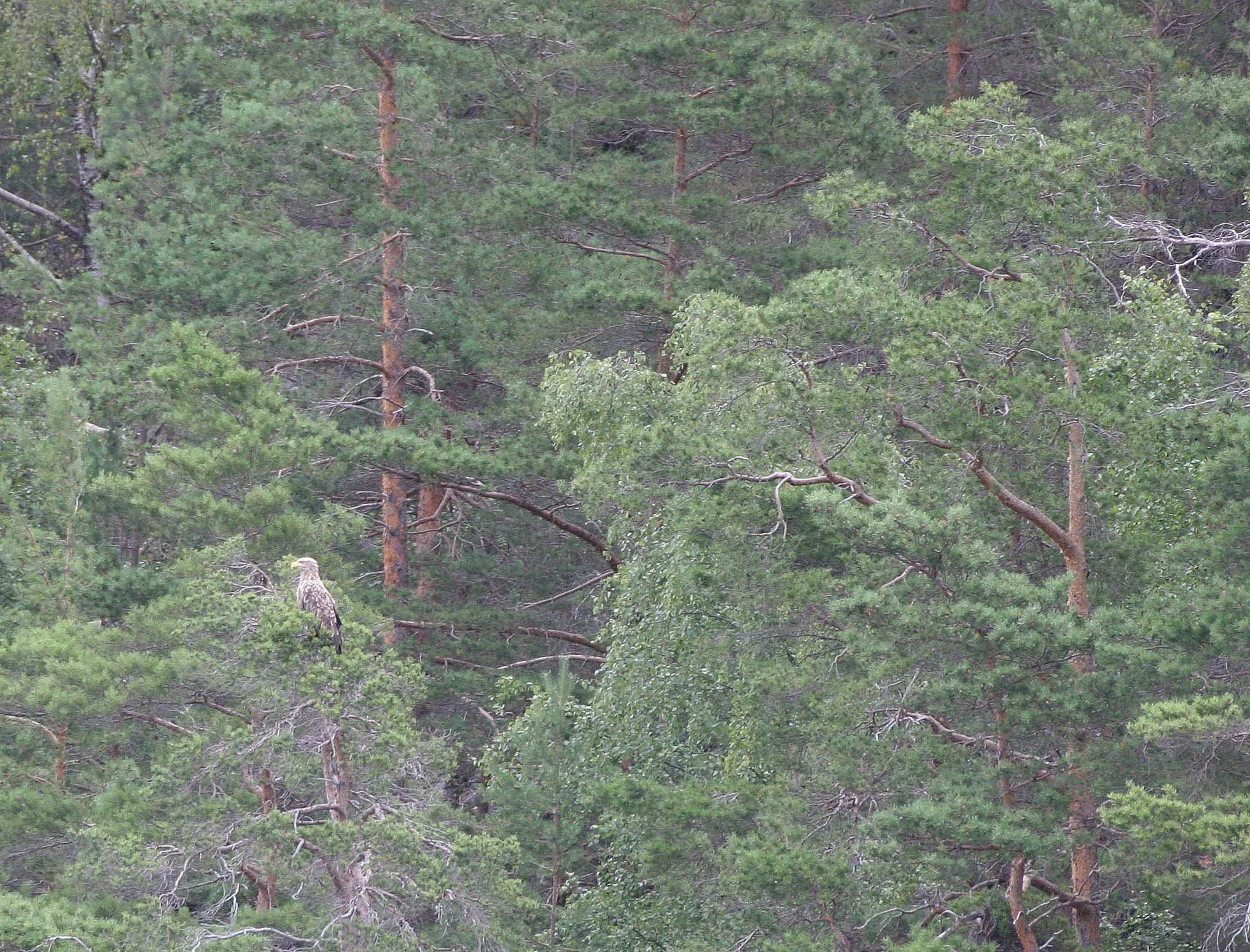Haliaeetus albicilla - WHITE-TAILED SEA EAGLE - GEIRANGER FJORD NORWAY (6).jpg