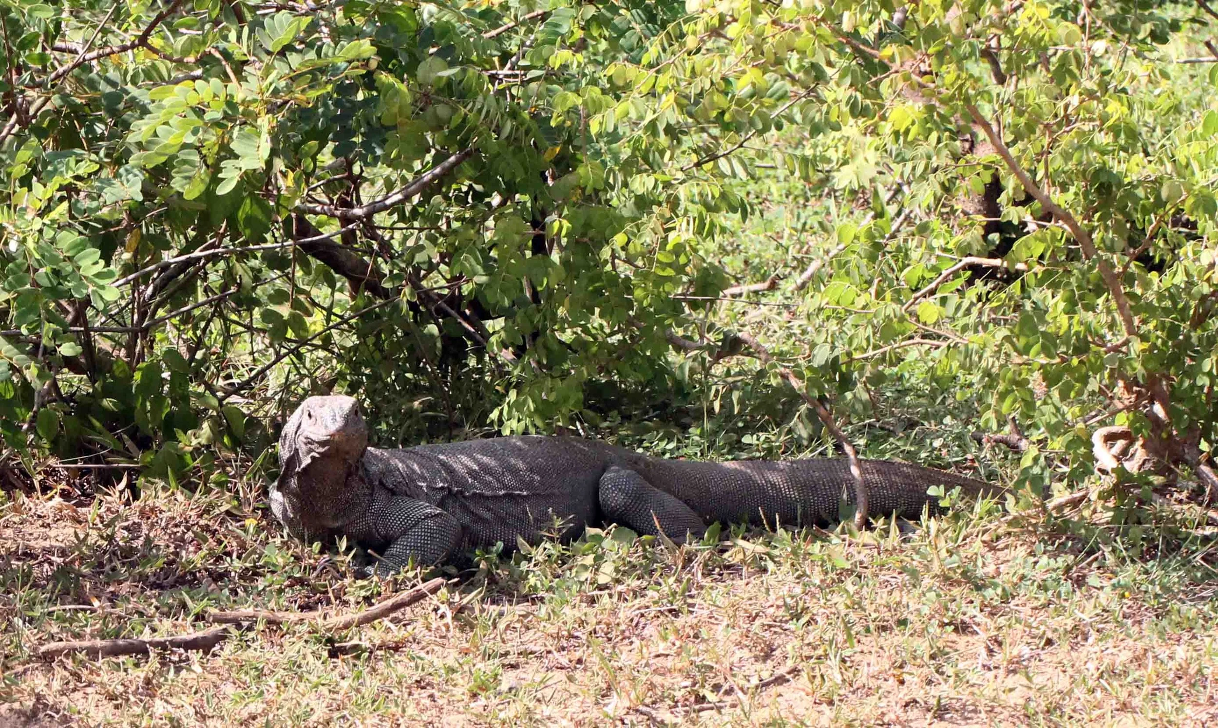 Varanus bengalensis - BENGAL MONITOR LIZARD - YALA NATIONAL PARK SRI LANKA - PHOTO BY SOM SMITH (4).JPG