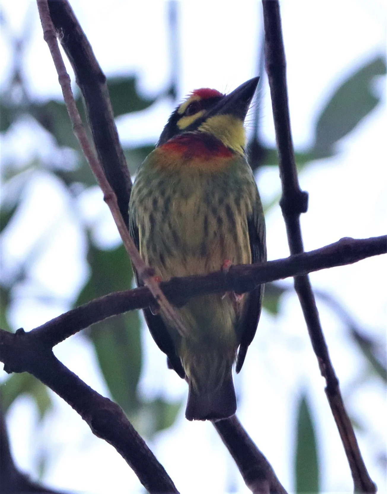 BARBET - COPPERSMITH BARBET - Megalaima haemacephala - RAMA 9 PARK BANGKOK (6).jpg