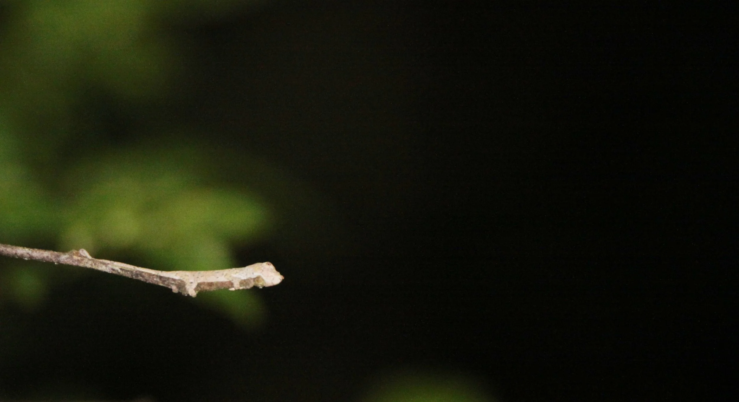 REPTILE - CHAMELEON SPECIES 5 - RANOMAFANA NATIONAL PARK MADGASCAR.JPG