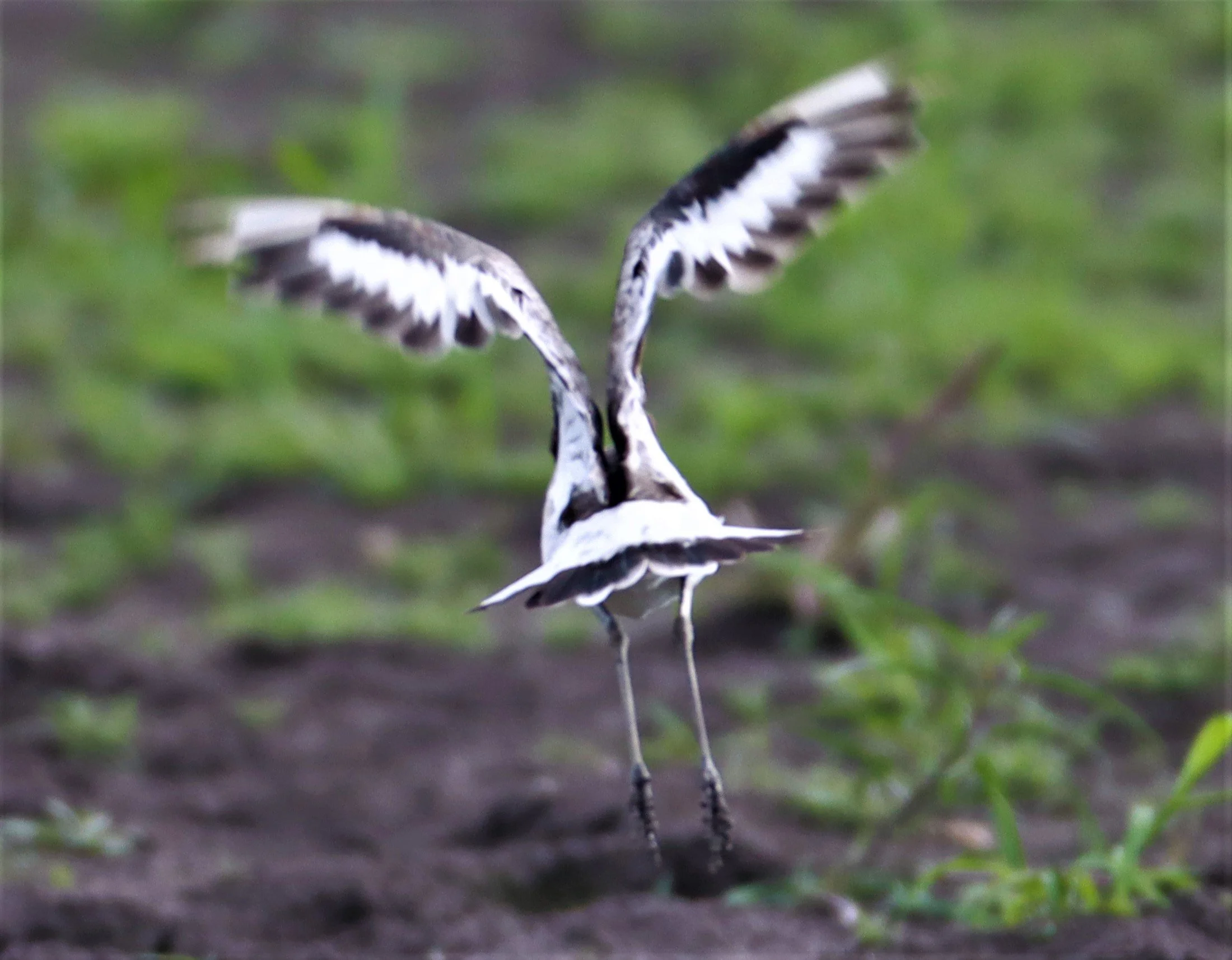 GODWIT - BLACK-TAILED GODWIT - Limosa limosa - BANG KHAEM NAKHON PATHOM (20).jpg